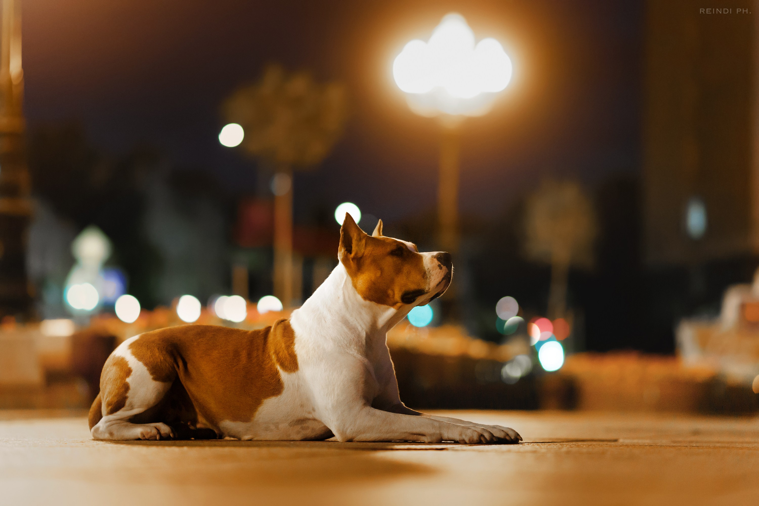 Yura & Maggie. Kaja | fotograf we Wrocławiu | ludzie i psy