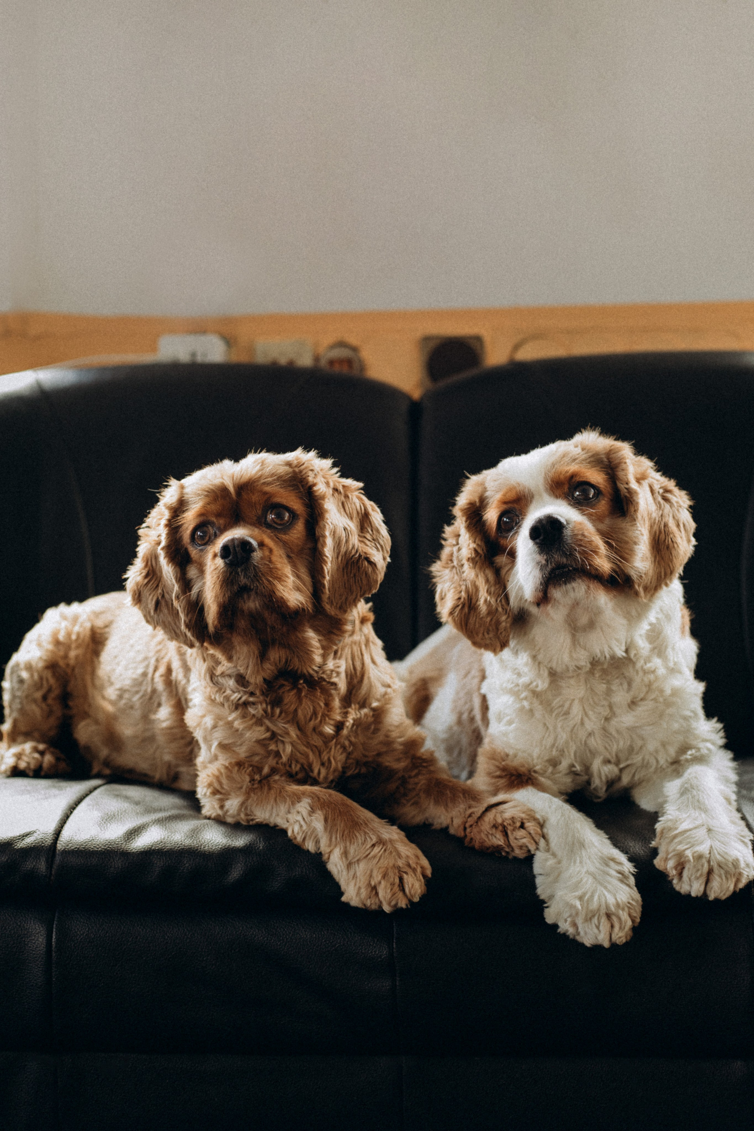 Tiere. Fotograf Düsseldorf, Köln, NRW - Kristina Braudo