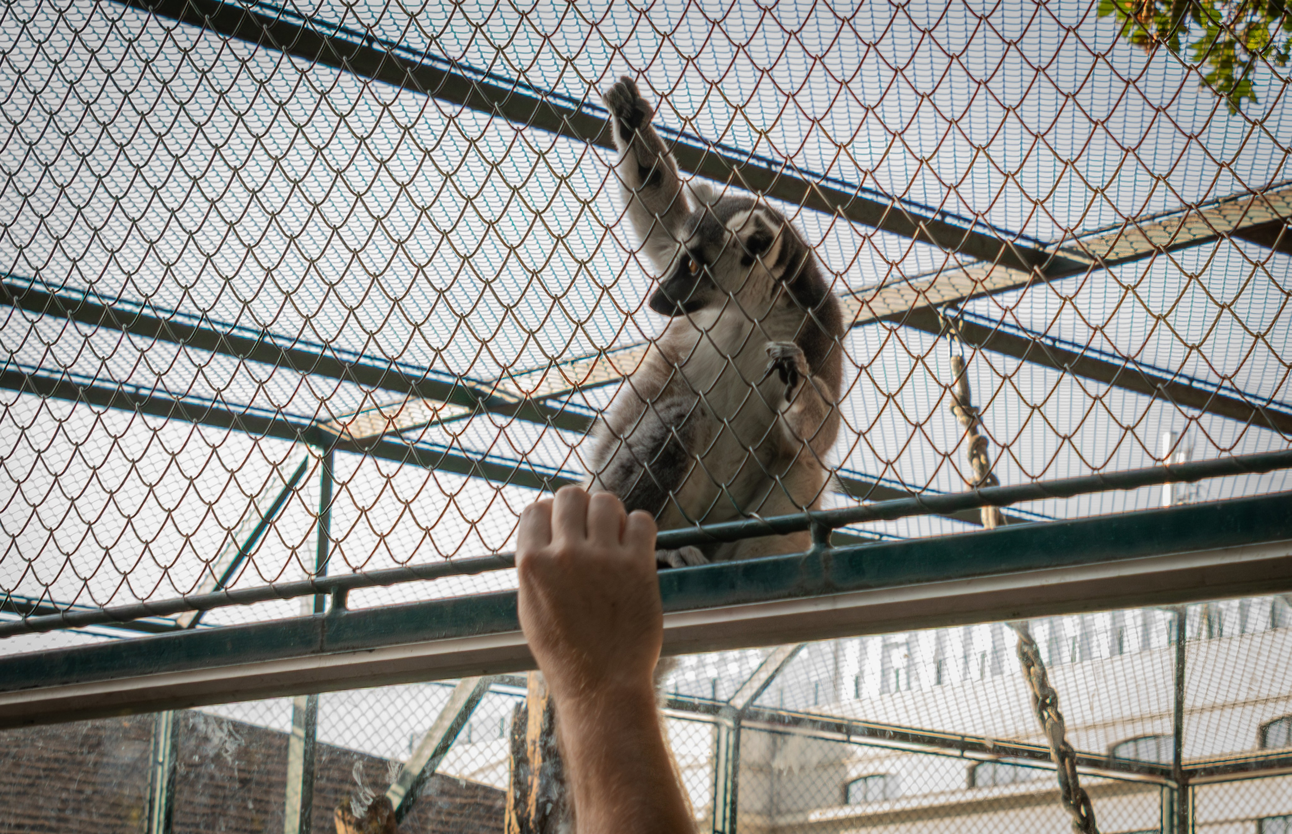 Belgrade ZOO. Victoria Fedoseenko. Photographer from Serbia