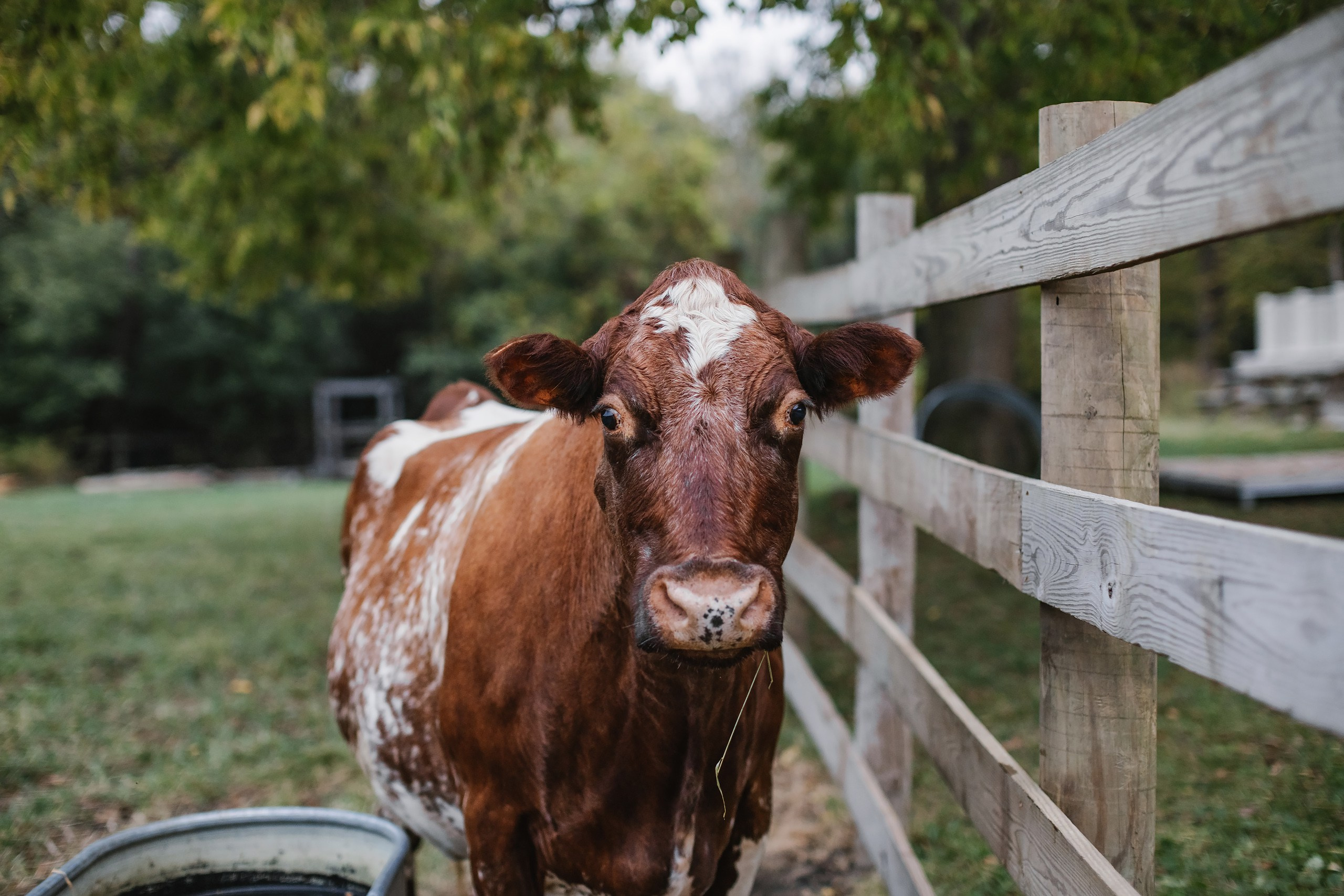 10.18.25 Family Photoshoot. Wedding family event photographer in Chicago Nick Yushevich