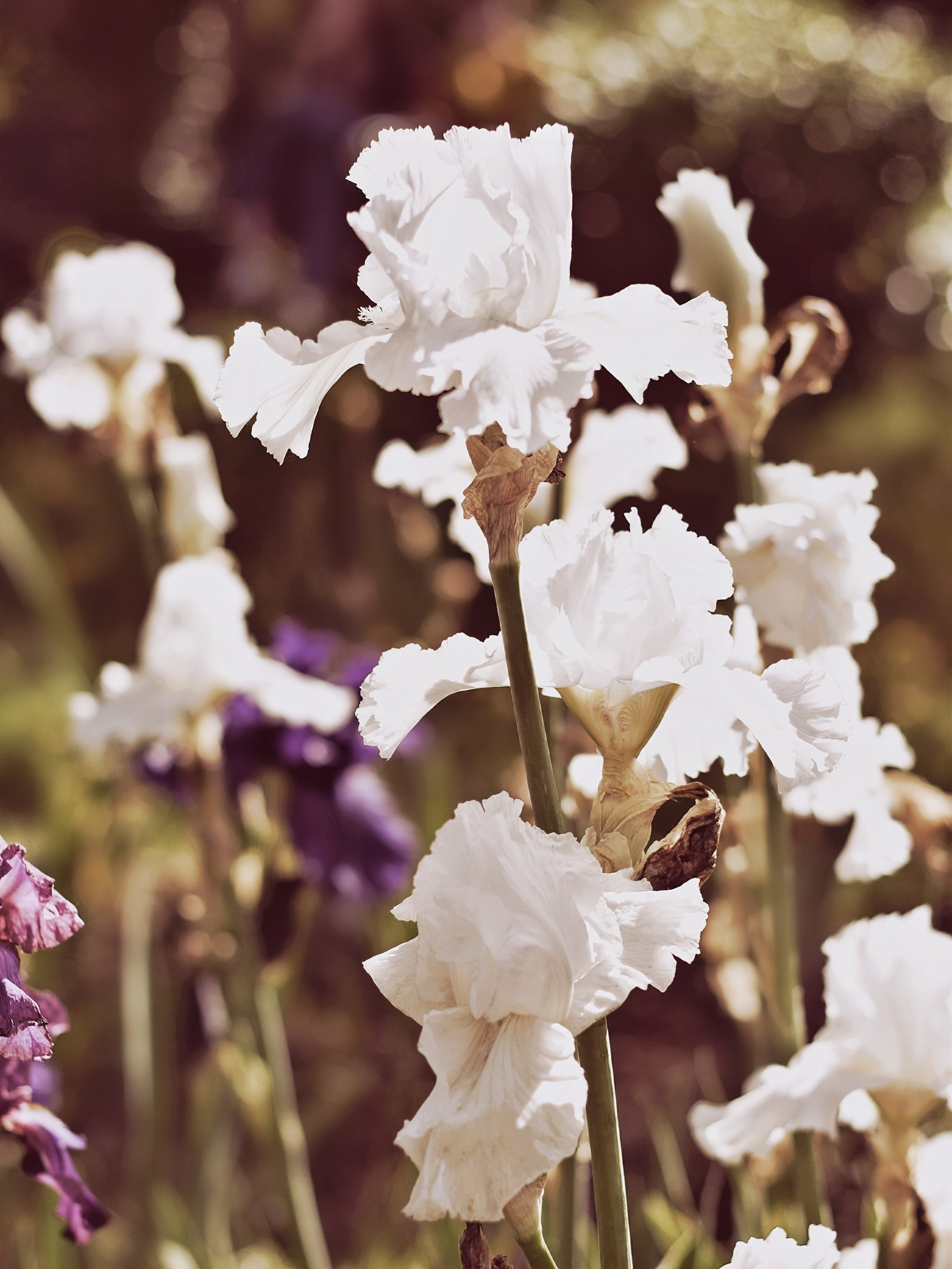 Fotografia Artistica. Ftphoto