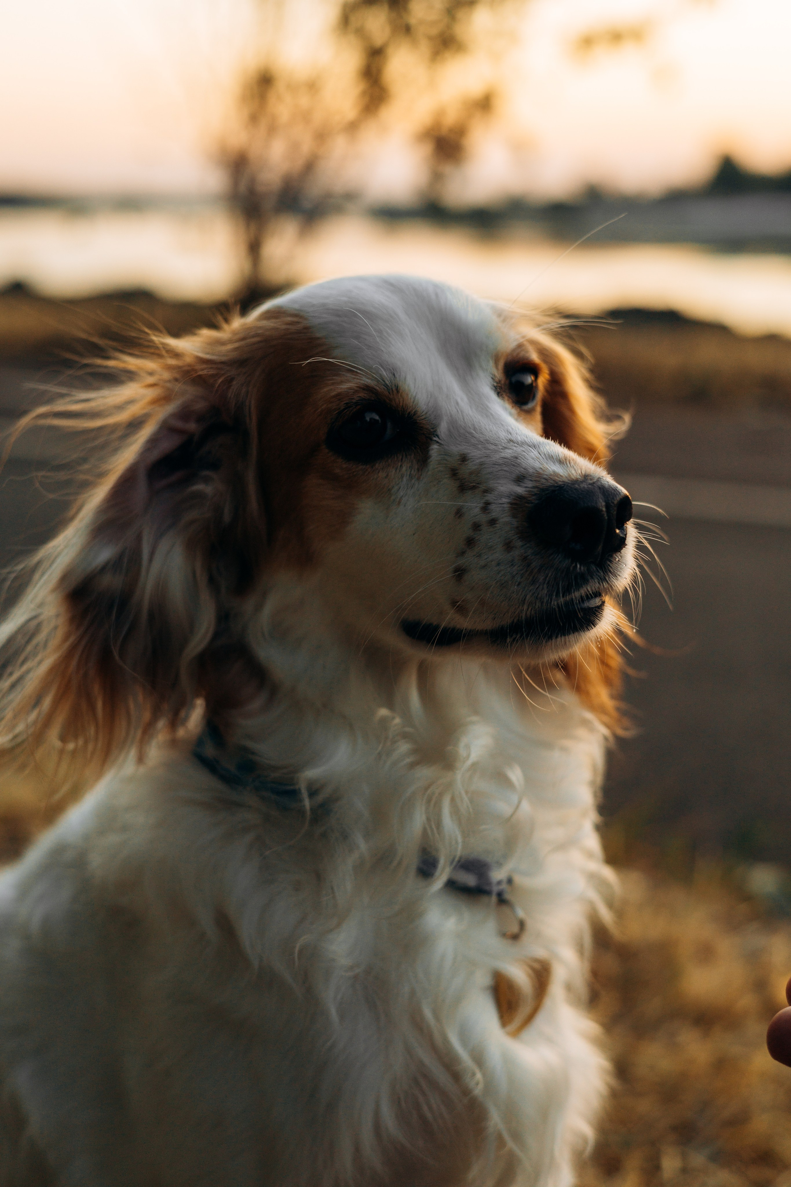 Софья и Арья. Фотограф-анималист | Белград