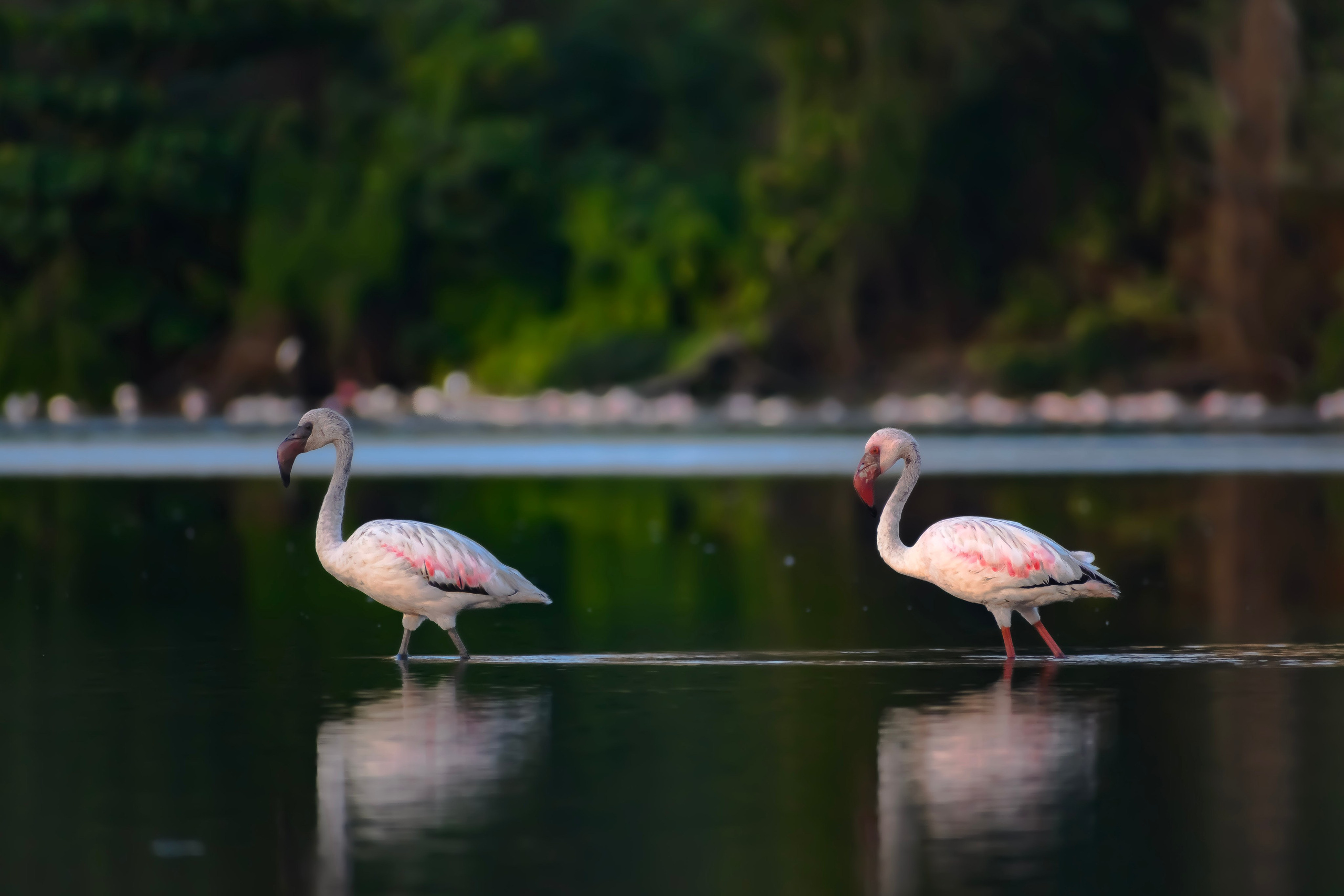 Wildlife. Portfolio By Nikhil
