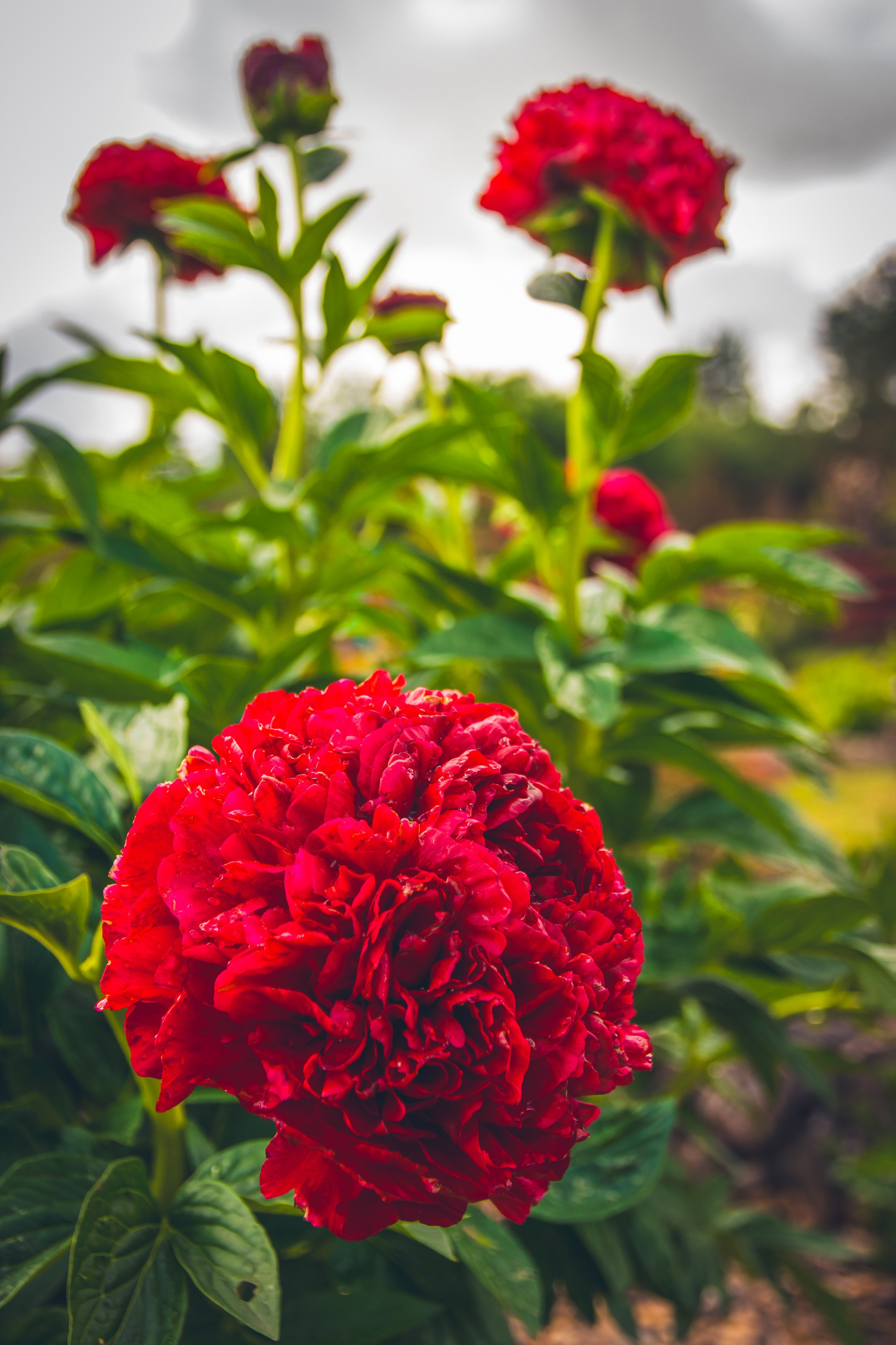 Saarema, reis. Nebula 25 — Fotod teie hingele