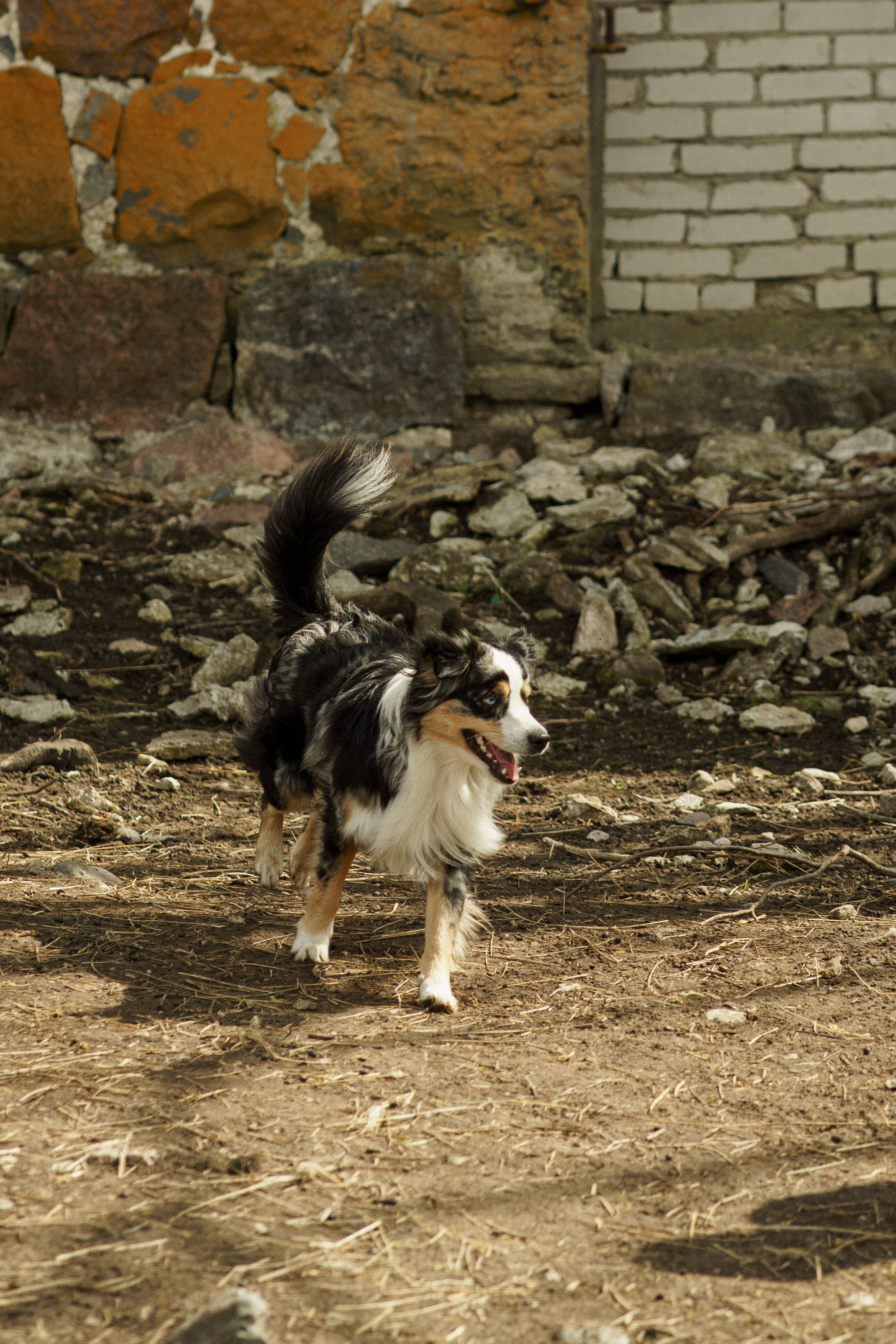 Herding Days, 26 apr. 2025. Kat Laisaar — Pet photographer in Tallinn
