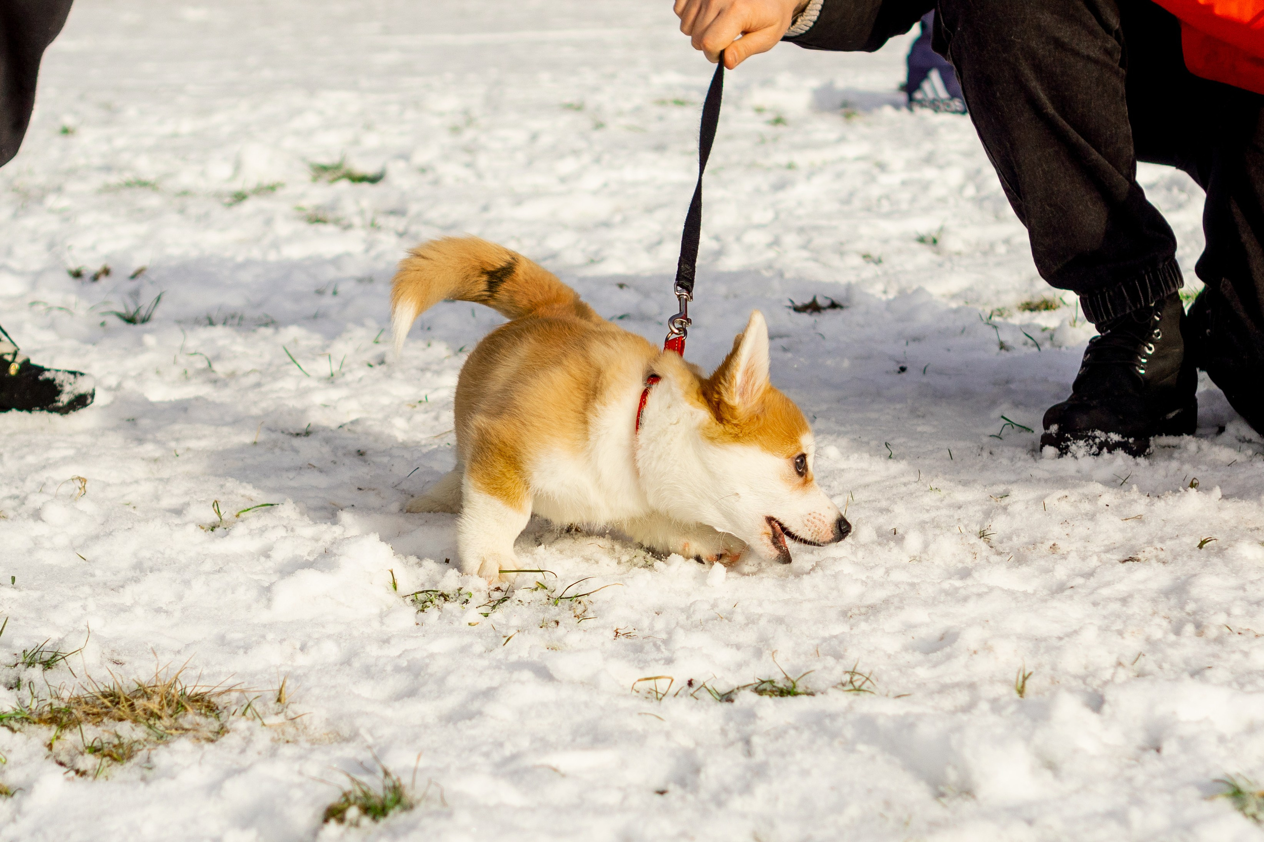 Corgi party, 23 feb. 2025. Kat Laisaar — Pet photographer in Tallinn