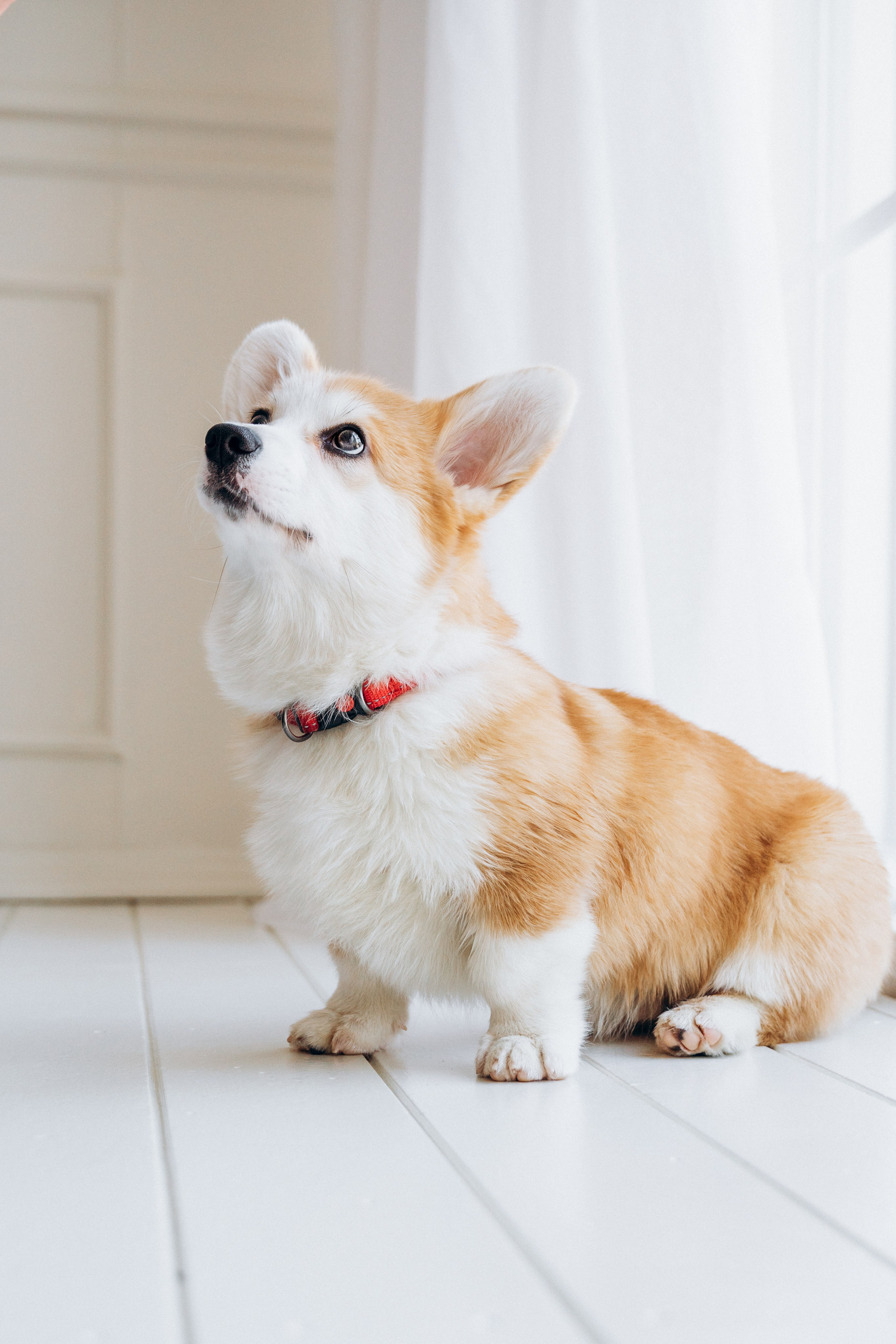 Mars & his Family. Kat Laisaar — Pet photographer in Tallinn