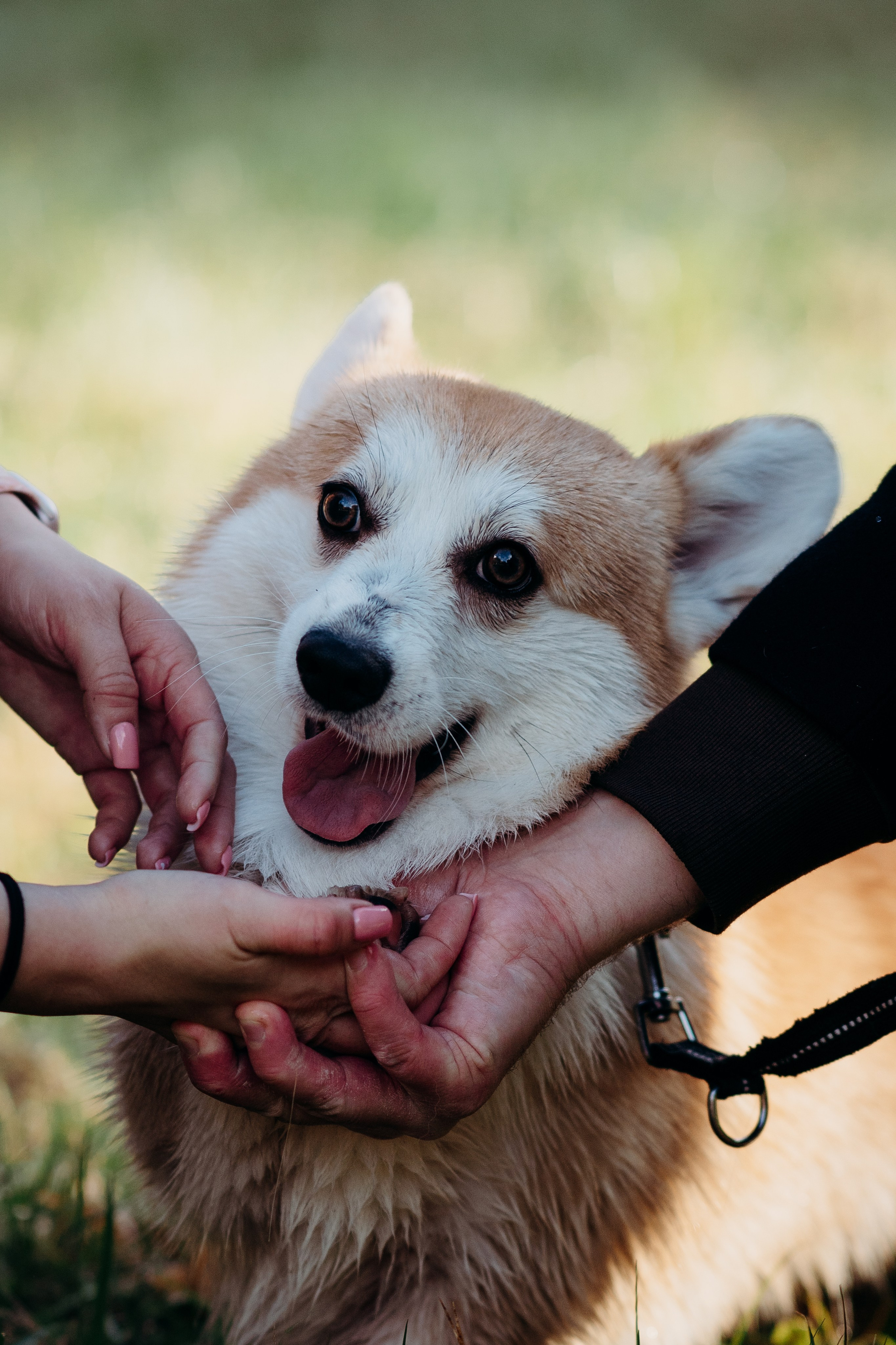 Liisa, Alexander & Marsel. Фотограф-анималист в Таллинне, Катя Лайсаар
