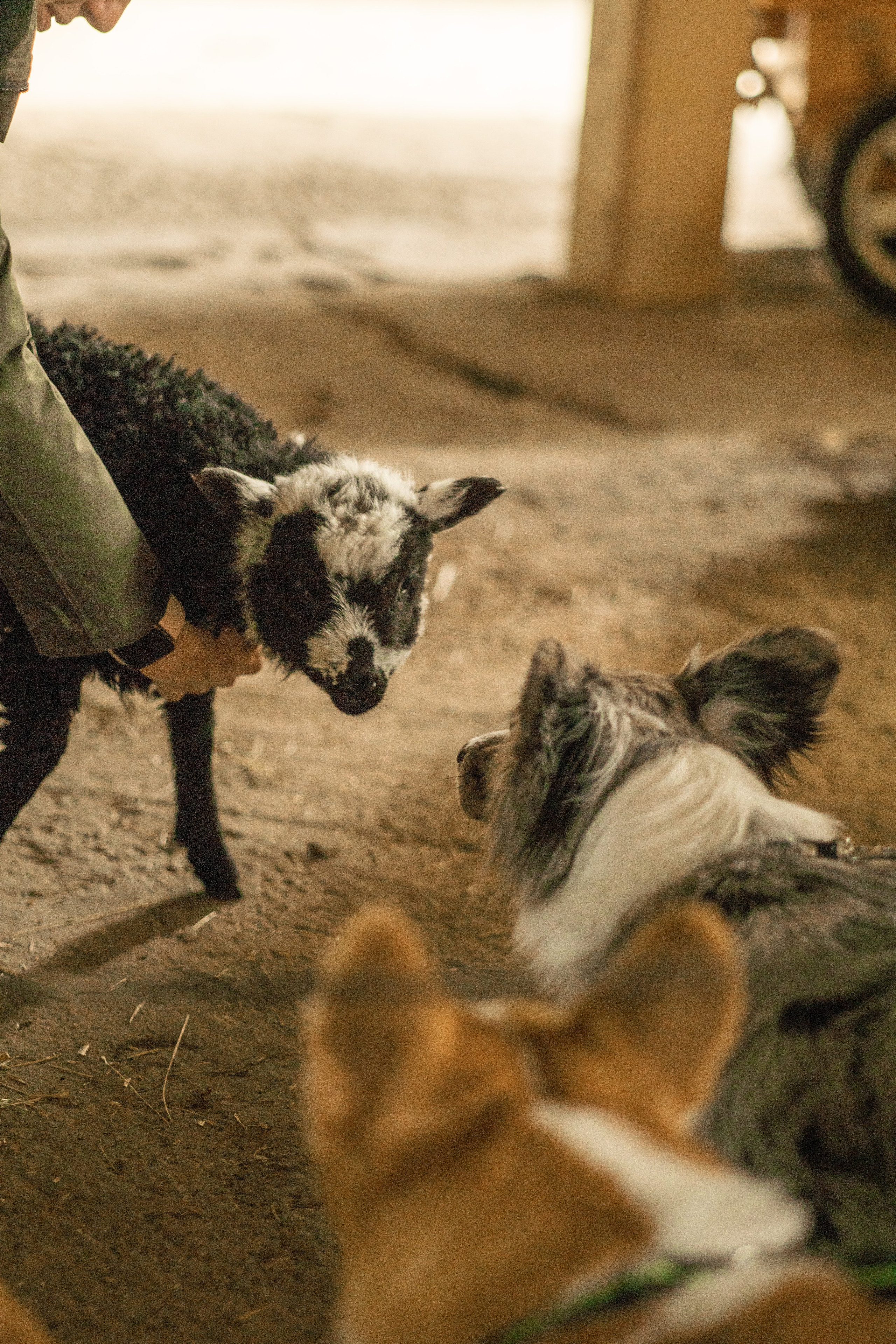 Herding Days, 26 apr. 2025. Kat Laisaar — Pet photographer in Tallinn