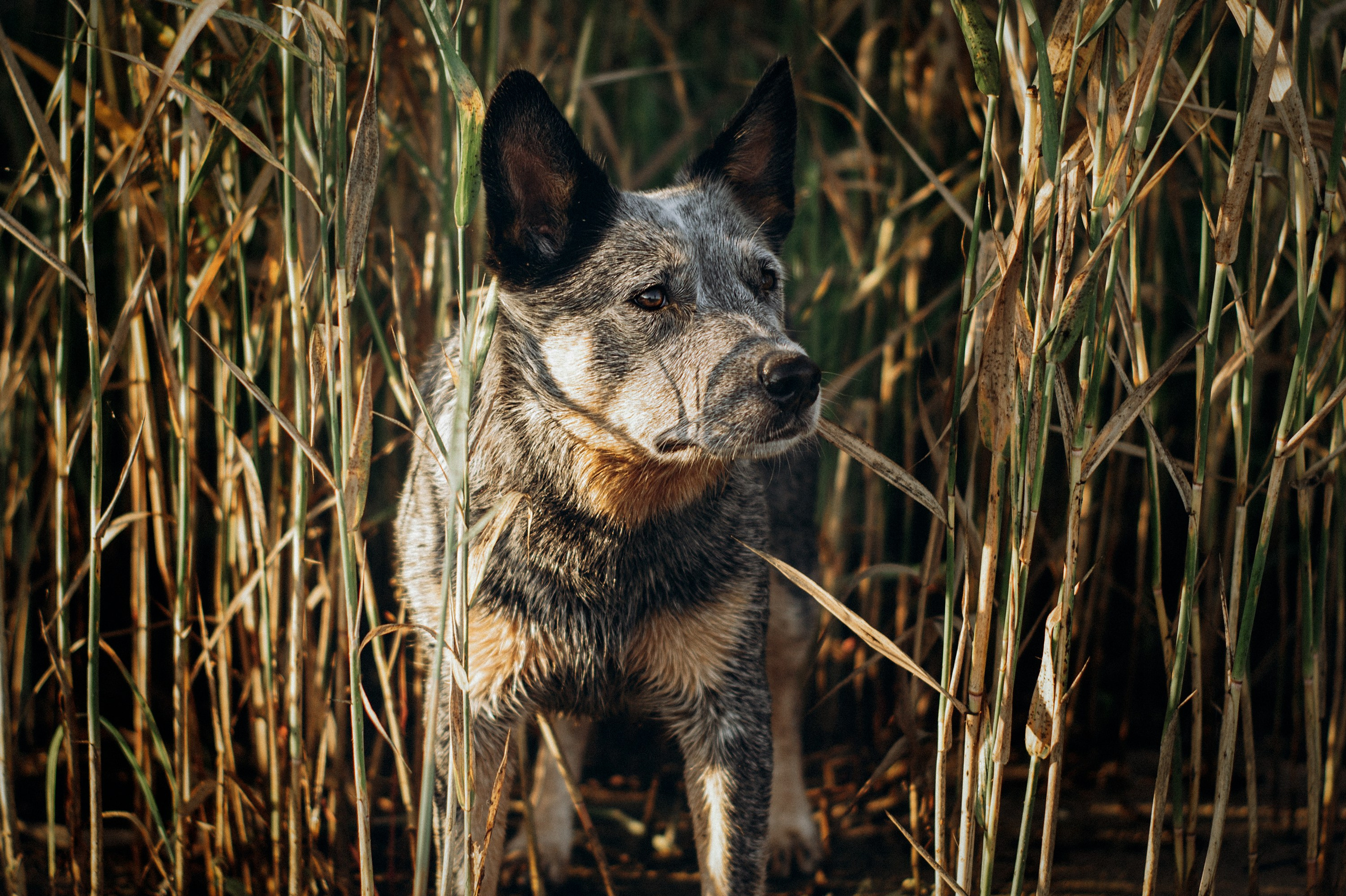 Dakota, Australian Cattle Dog. Kat Laisaar — Pet photographer in Tallinn