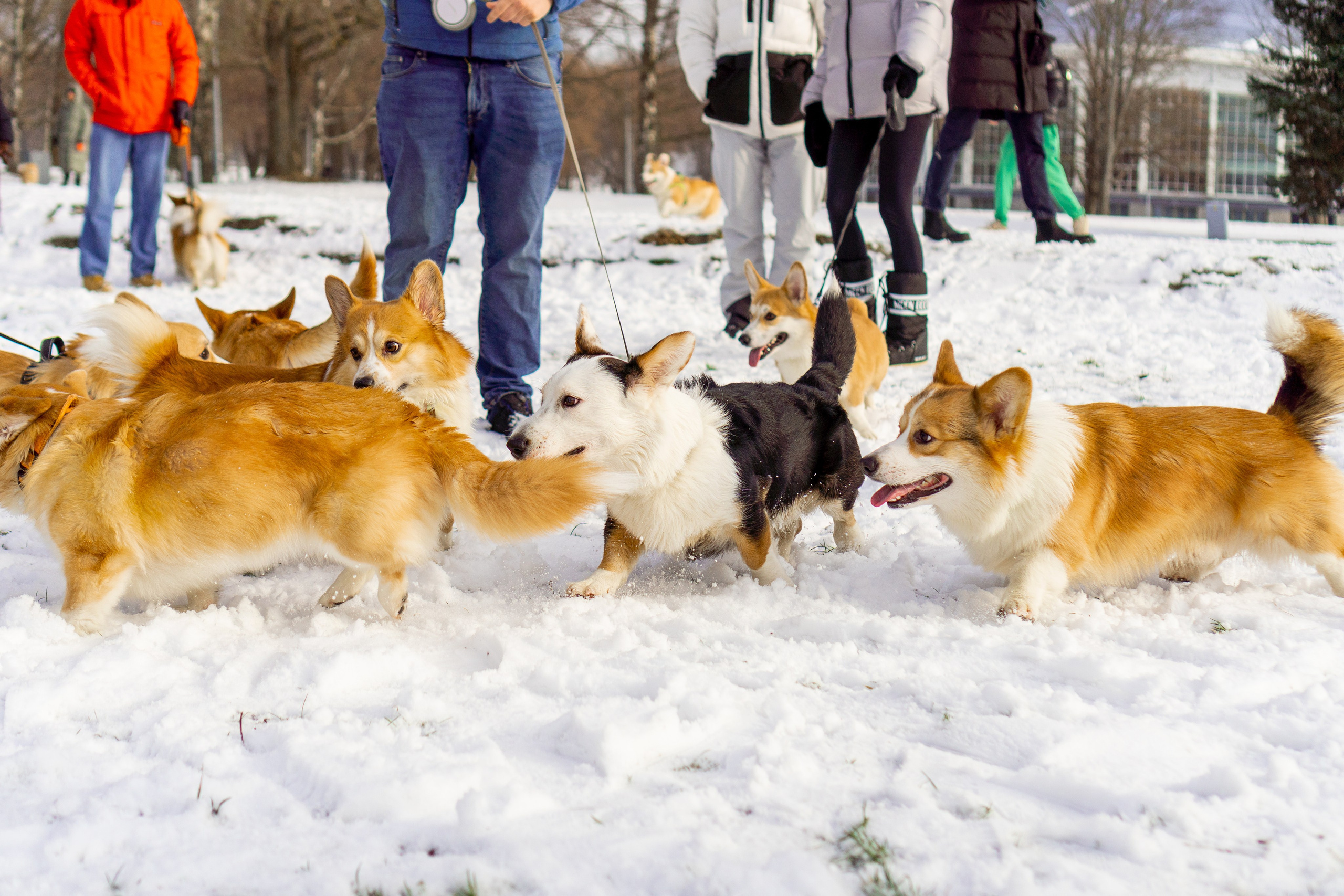 Corgi party, 23 feb. 2025. Kat Laisaar — Pet photographer in Tallinn