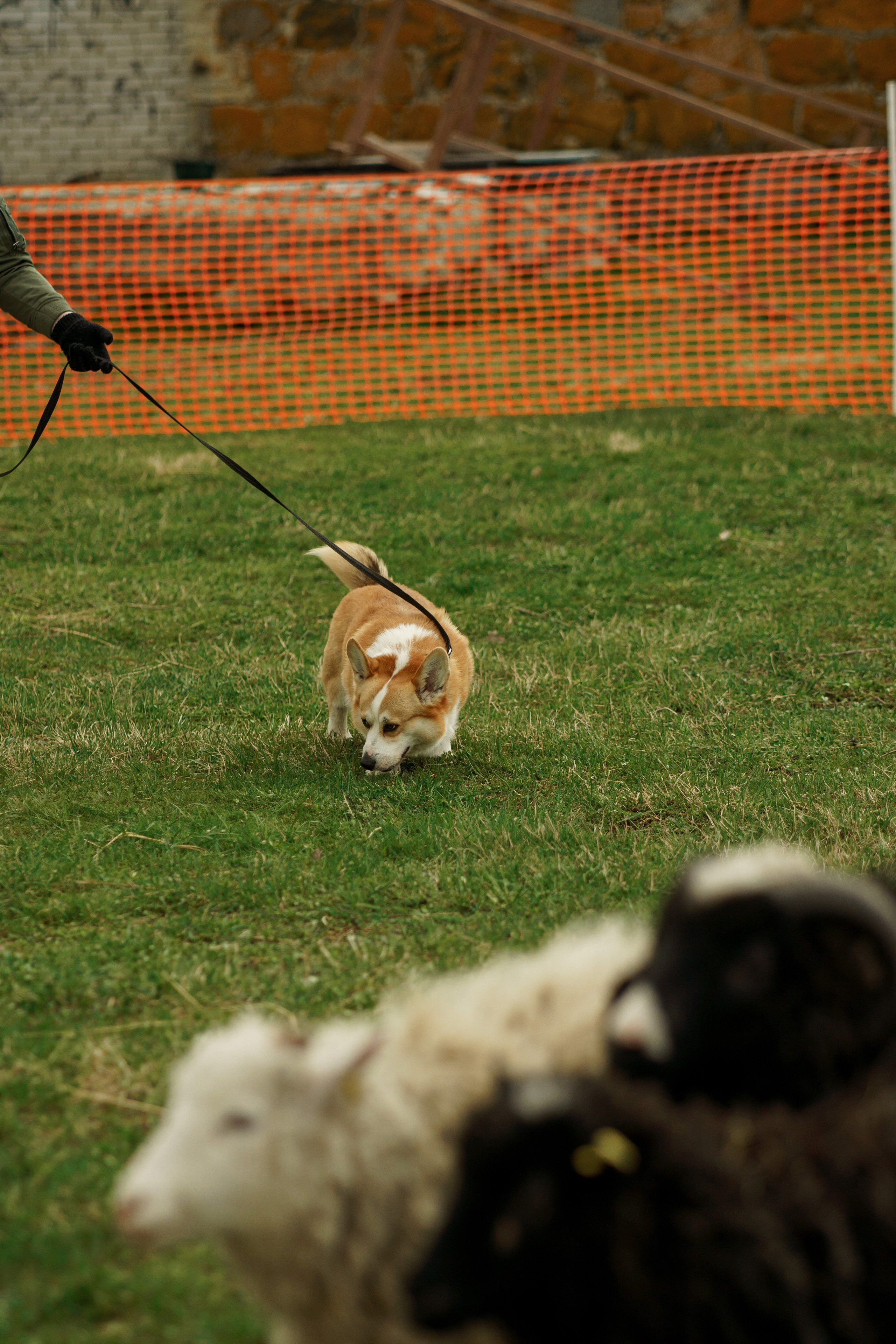 Herding Days, 26 apr. 2025. Kat Laisaar — Pet photographer in Tallinn