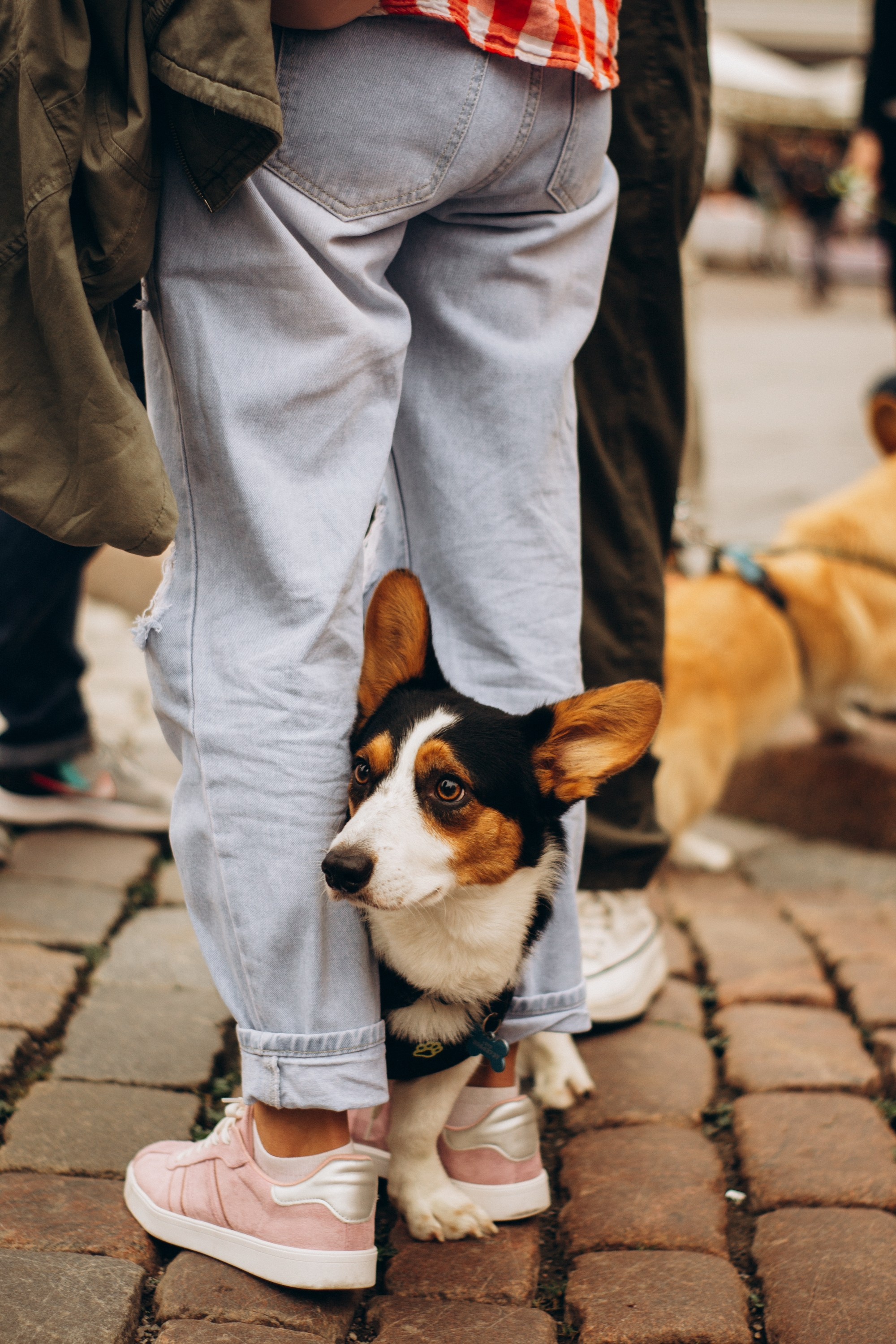 Corgi party, september. Kat Laisaar — Pet photographer in Tallinn