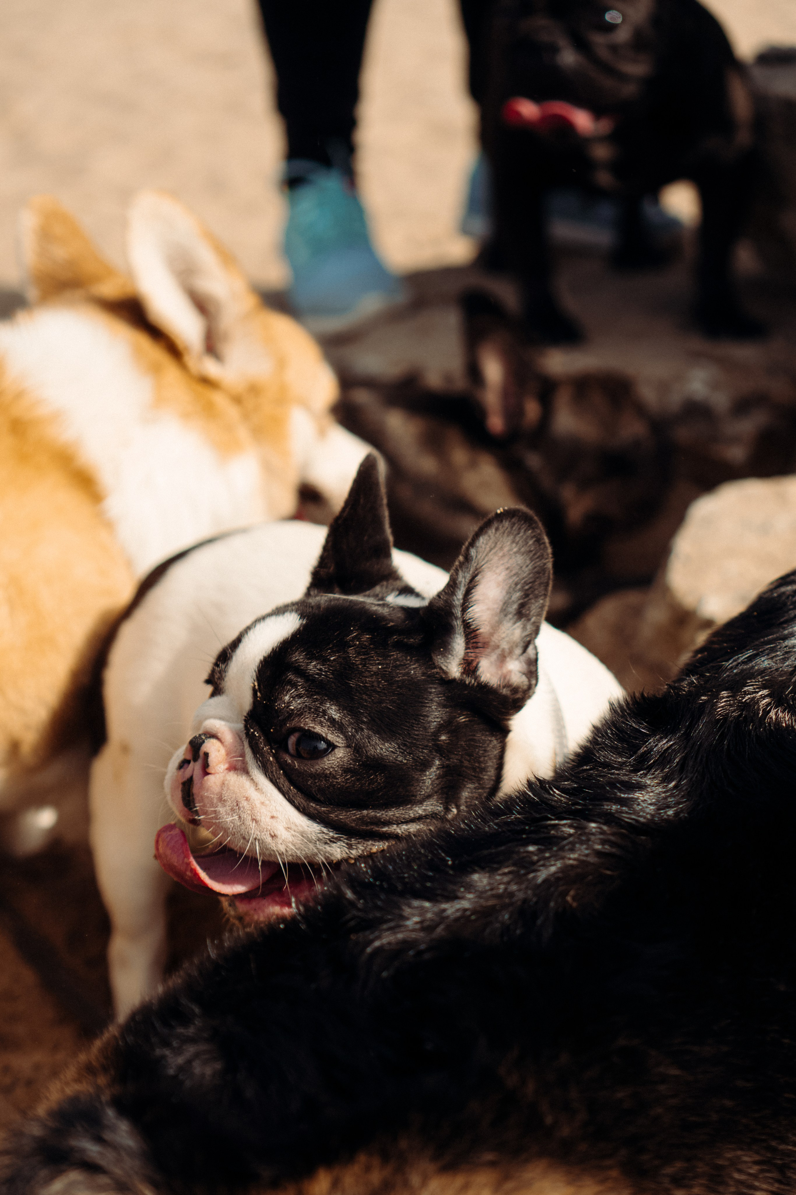 Corgi party, 18 apr. 2025. Kat Laisaar — Pet photographer in Tallinn