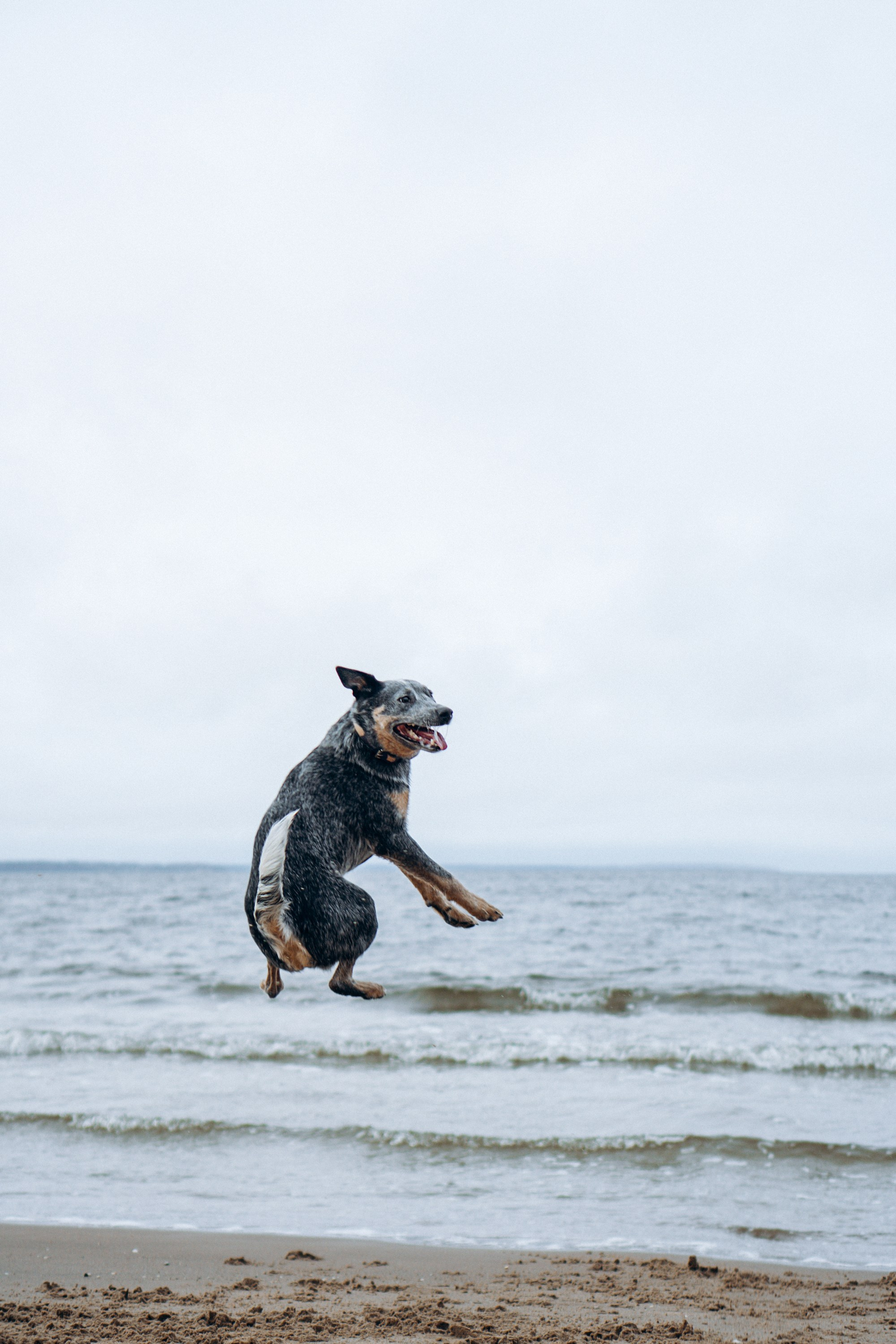Polina and her Dakota, Australian Cattle Dog. Kat Laisaar — Pet photographer in Tallinn