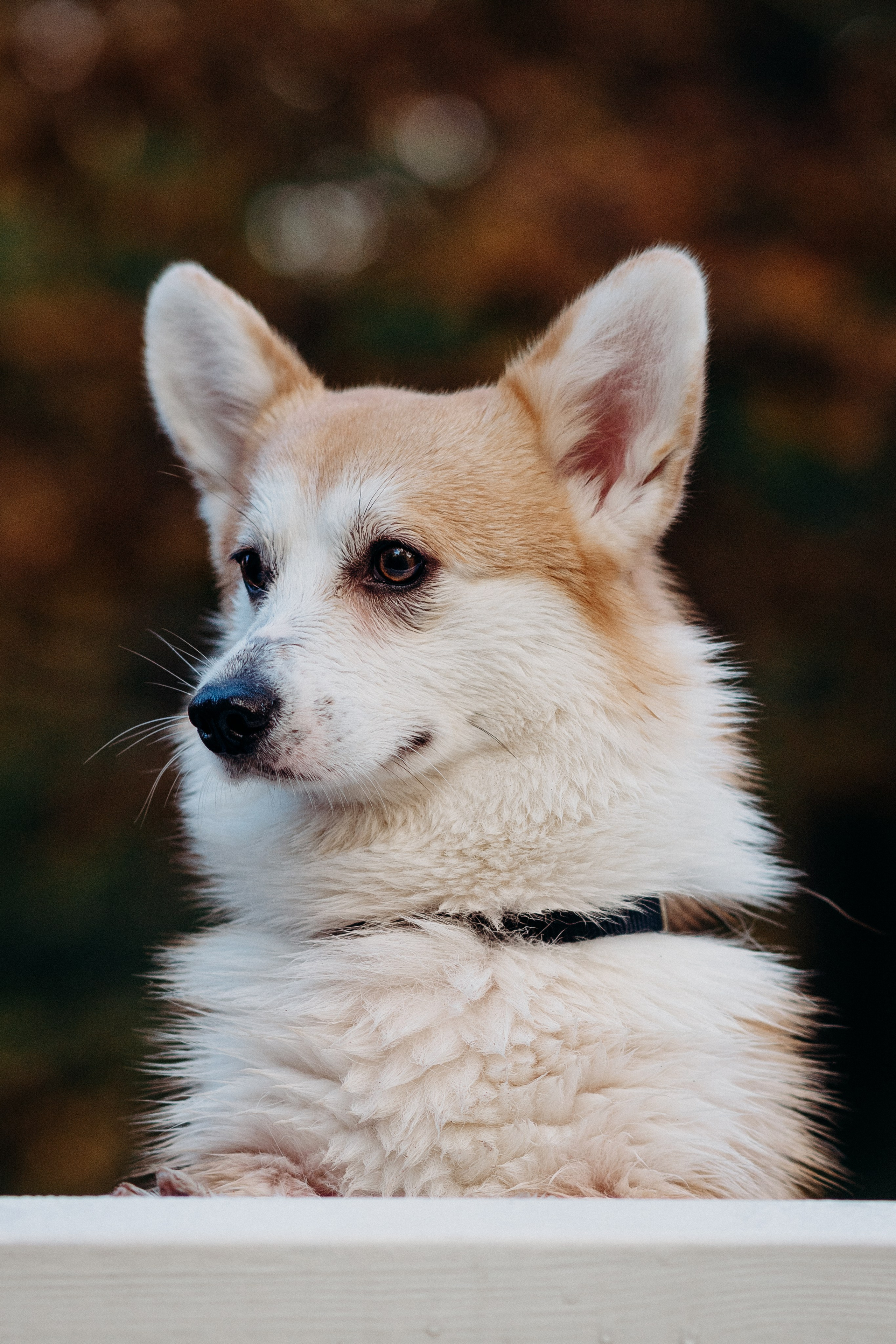Liisa, Alexander & Marsel. Фотограф-анималист в Таллинне, Катя Лайсаар