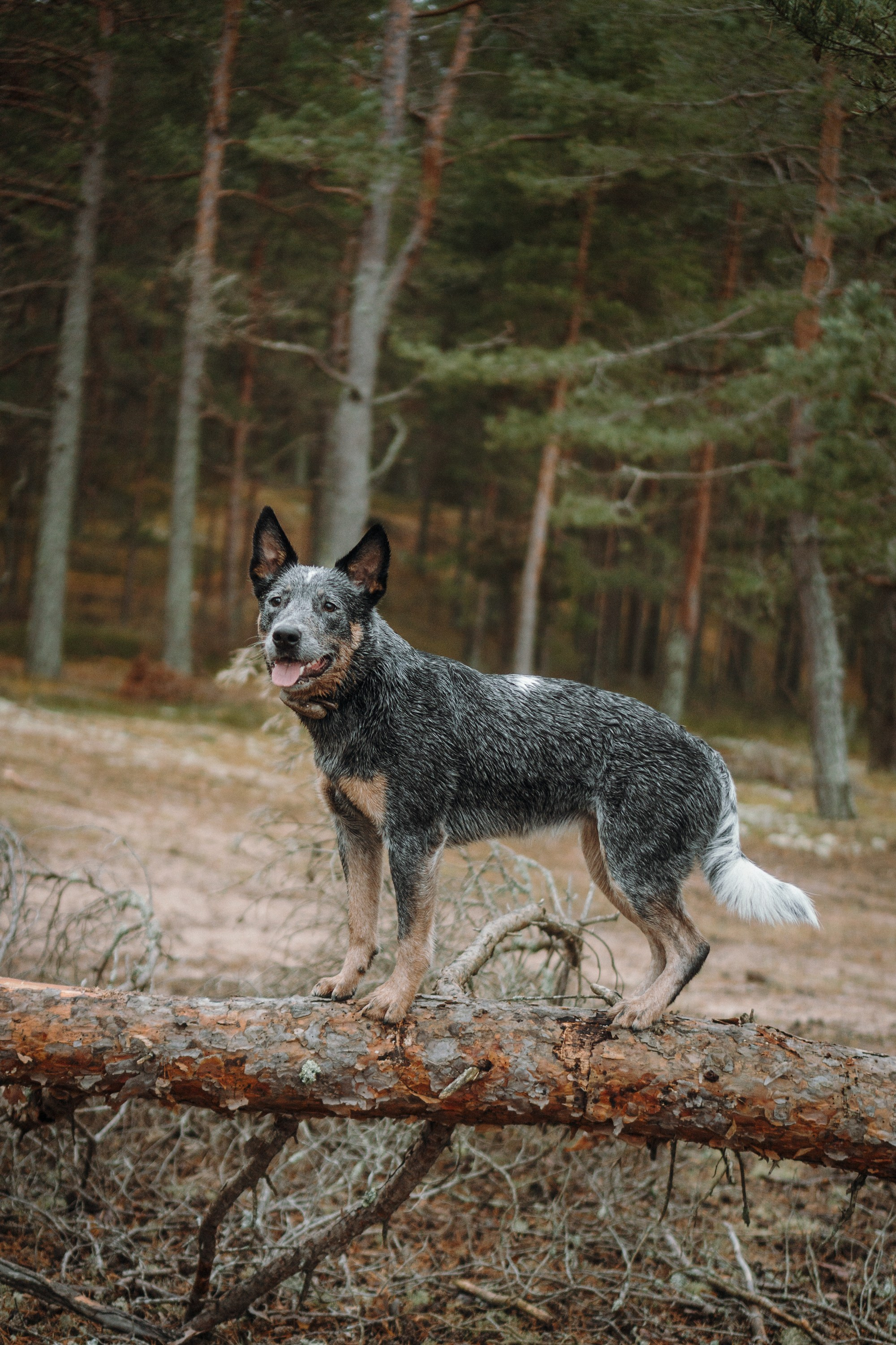 Polina and her Dakota, Australian Cattle Dog. Kat Laisaar — Pet photographer in Tallinn