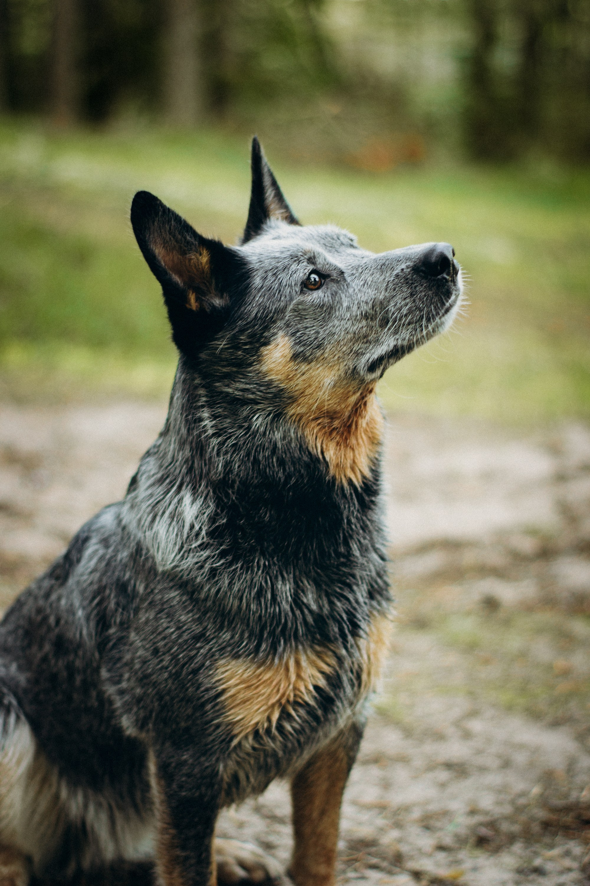 Dakota, Australian Cattle Dog. Kat Laisaar — Pet photographer in Tallinn