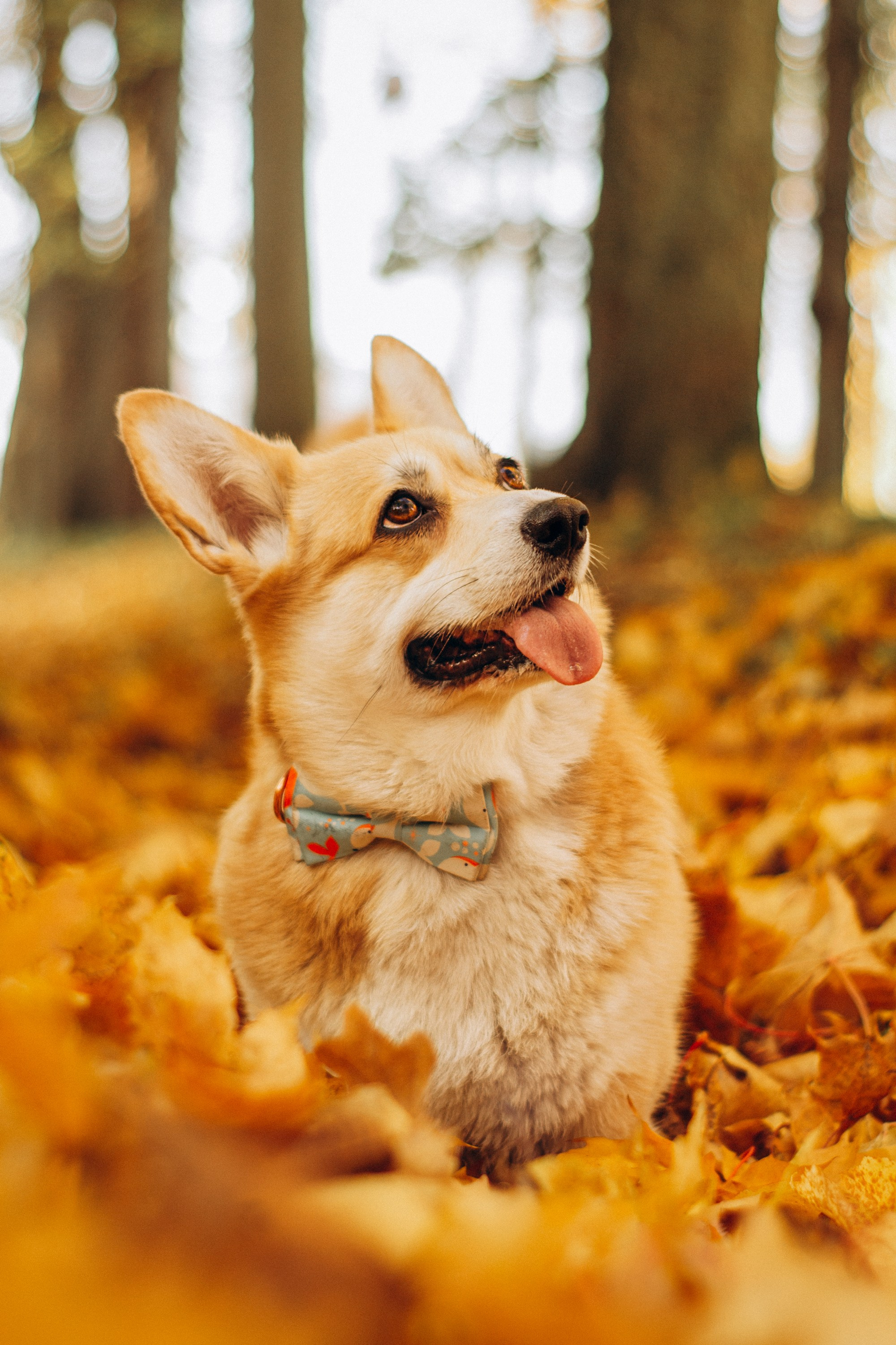 Irina and her Teffy, Pembroke Welsh Corgi. Kat Laisaar — Pet photographer in Tallinn
