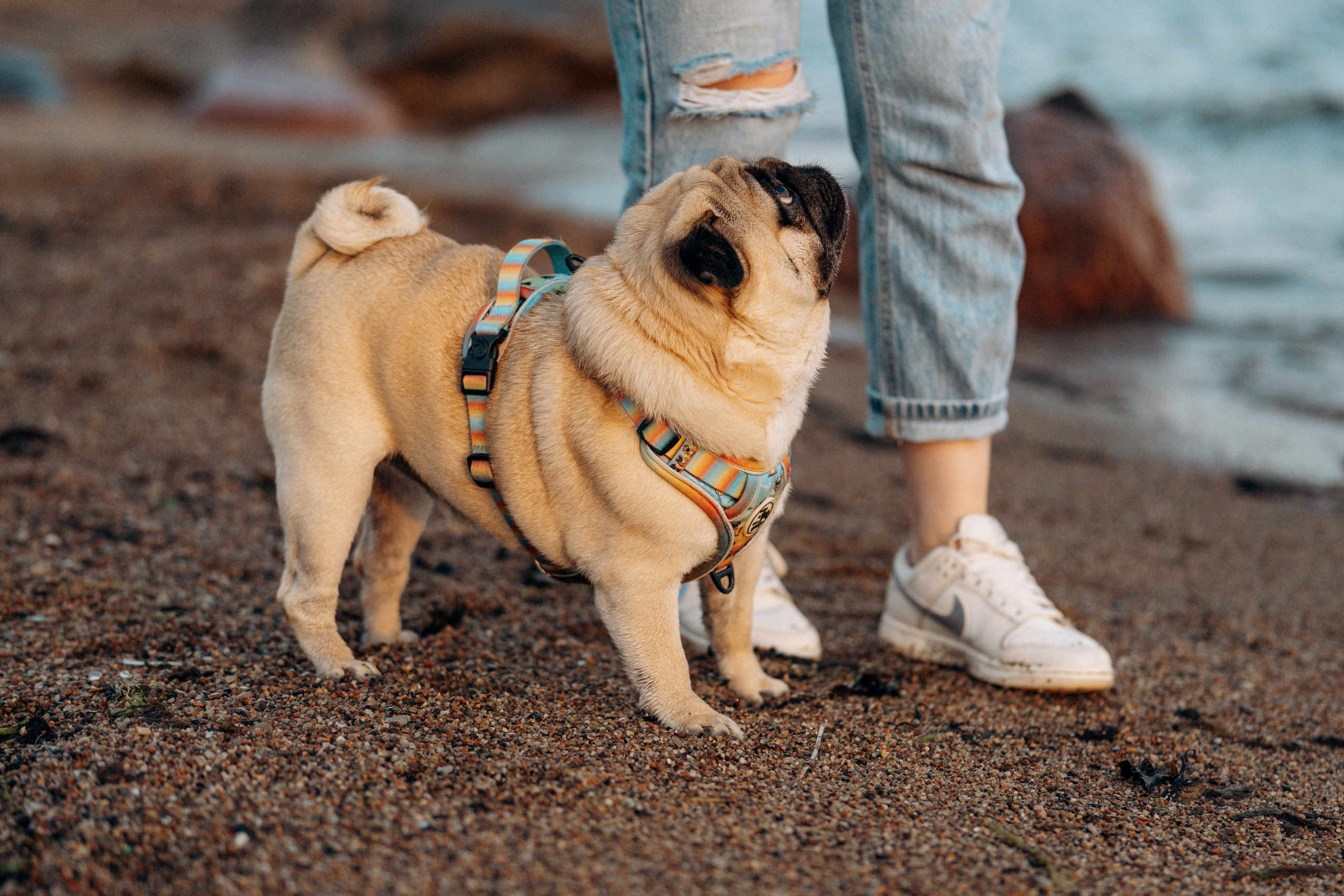 Frank, Tony, Katerina & Lev. Kat Laisaar — Pet photographer in Tallinn