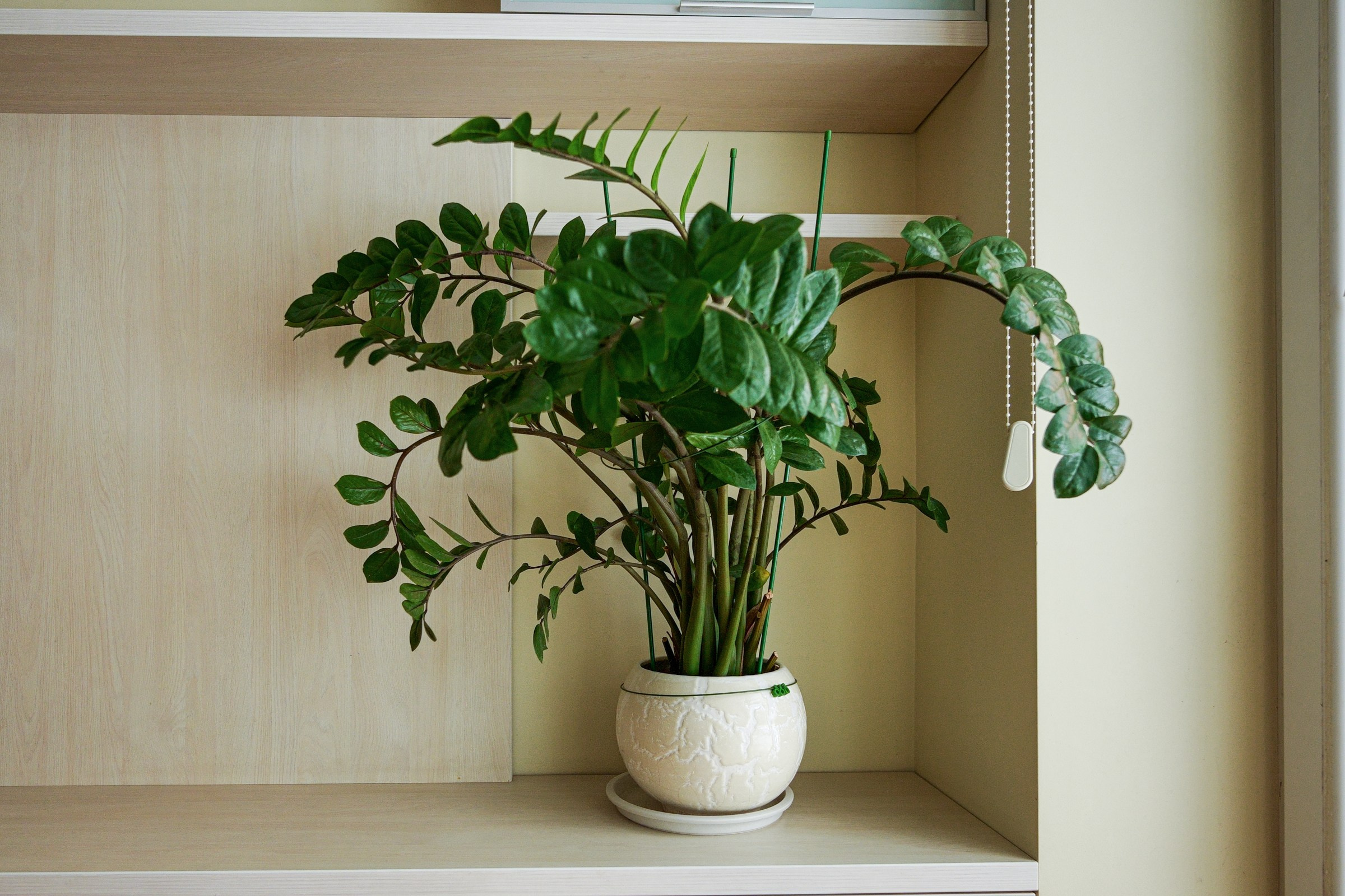 Povilionio. Elina Sapiega fotografė Vilniuje