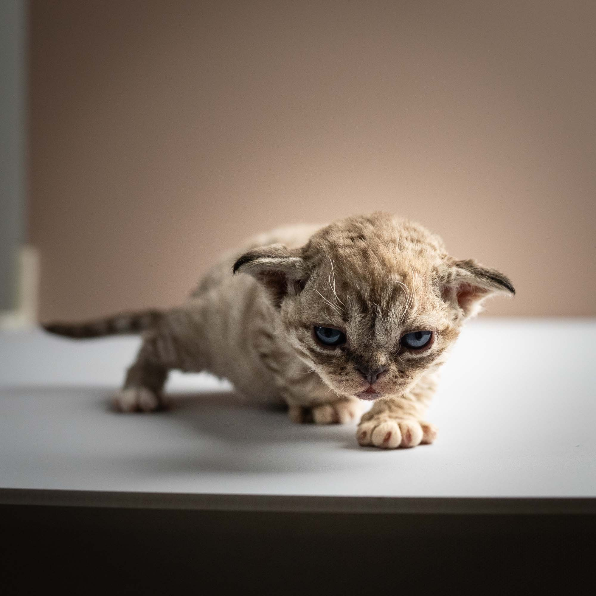 Remy, boy, born 05.08.26. Devon Rex Pixie Cattery
