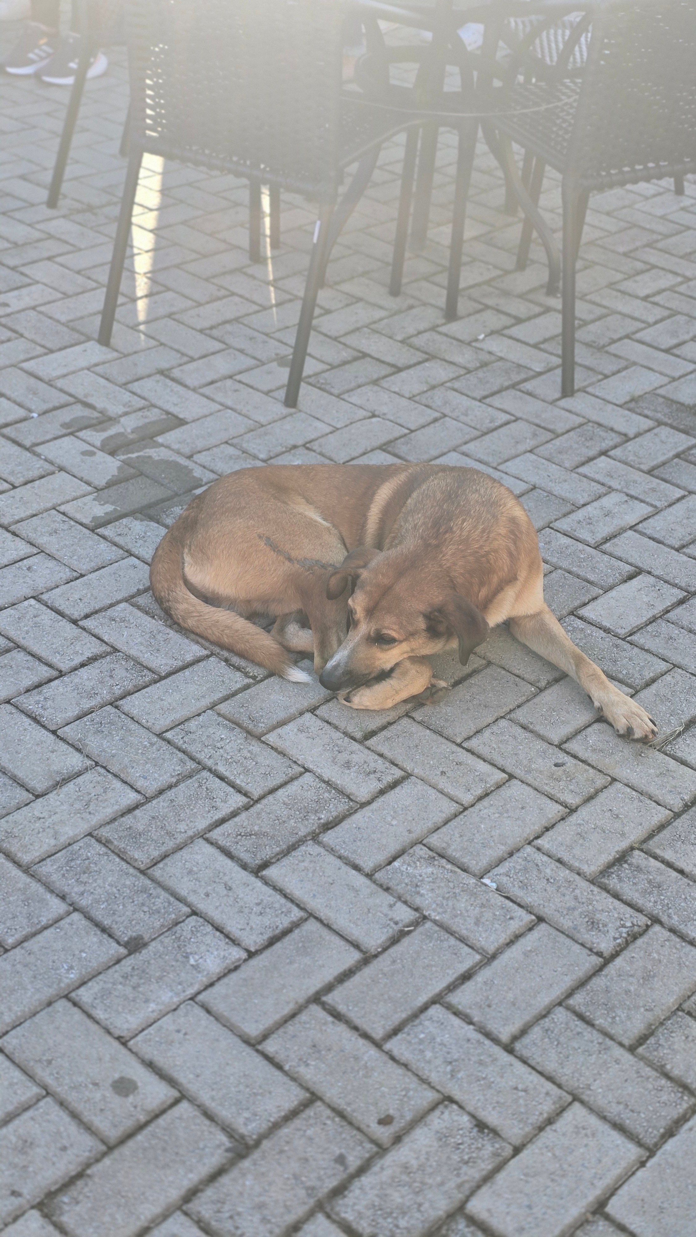 Peregrinação Nossa Senhora de Belém. Handa Produções