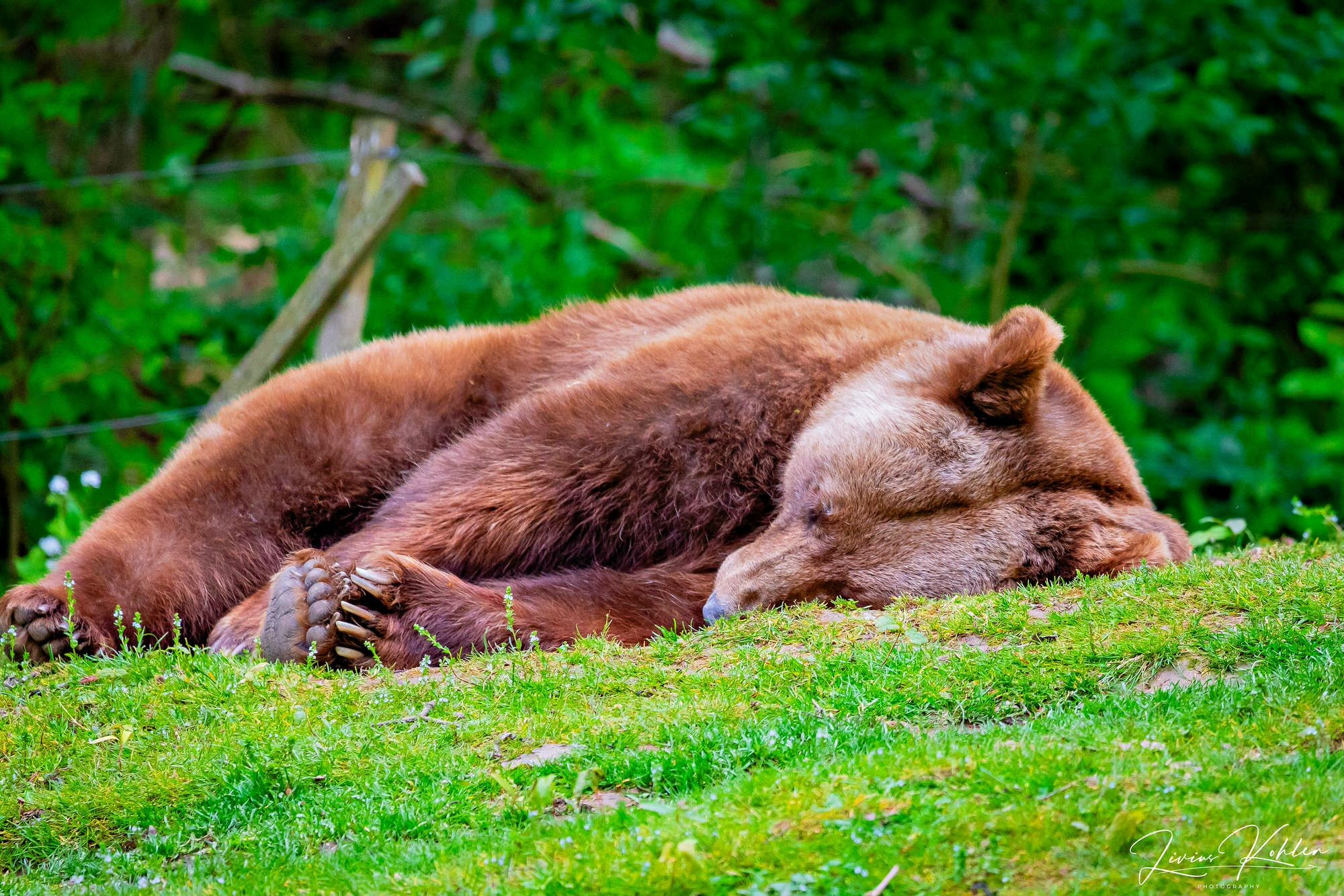Wildpark Bad Mergentheim. FOTO KREATIV