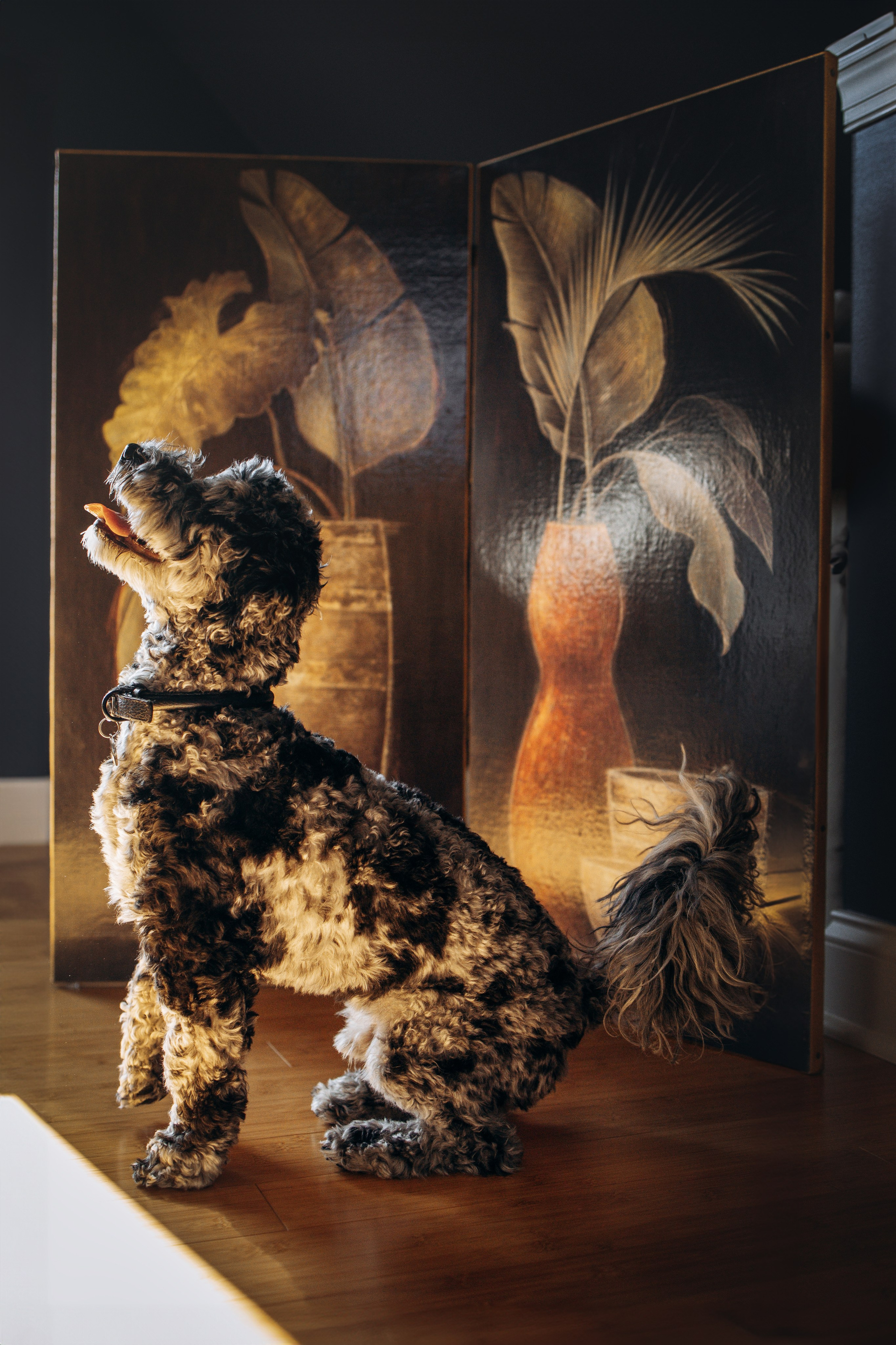 Ace. Pet Photographer Viktoriya Aleshenko