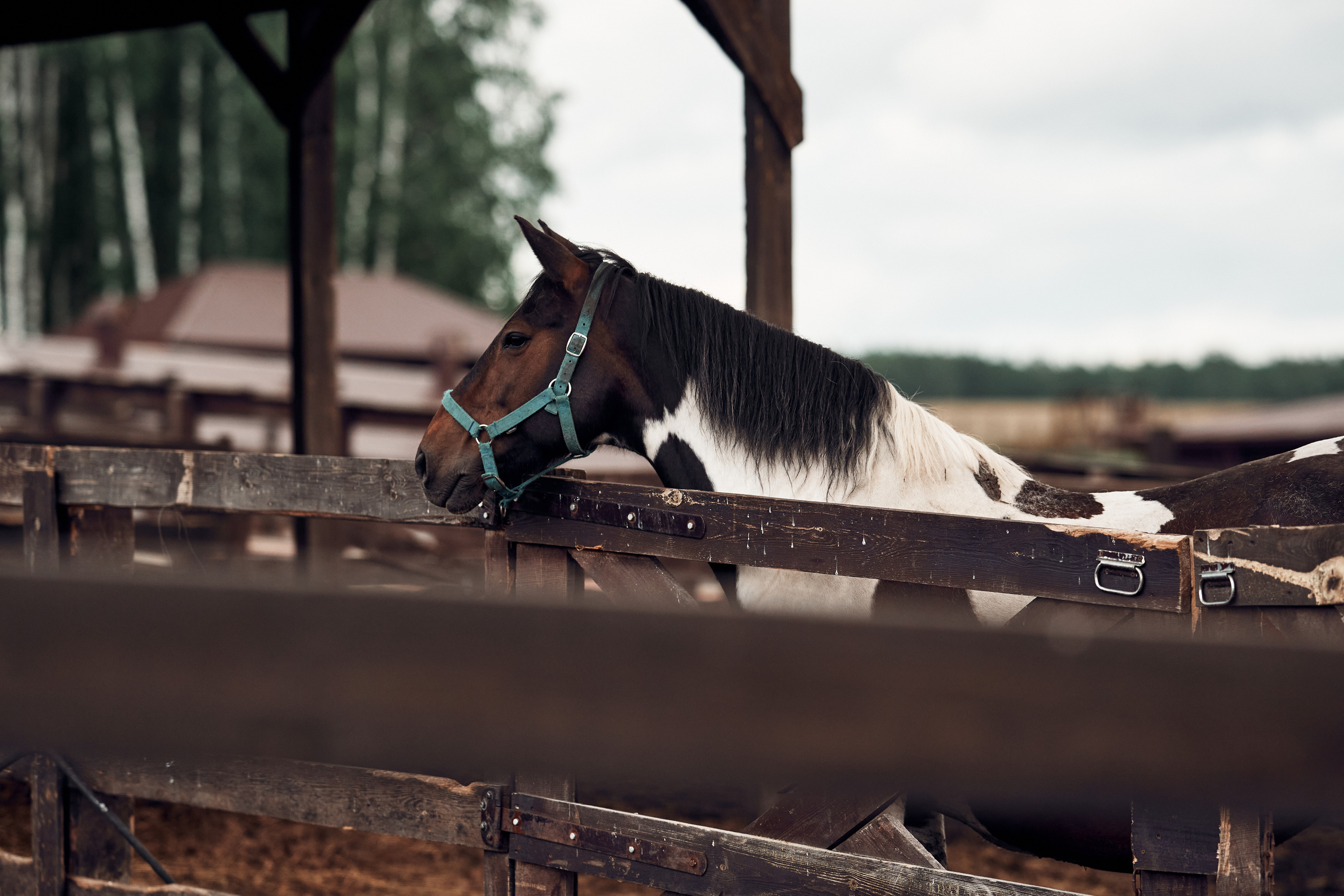 Ранчо Шарье. Место, где забываешь о времени. Фотограф в Барселоне Жанна Захарченко