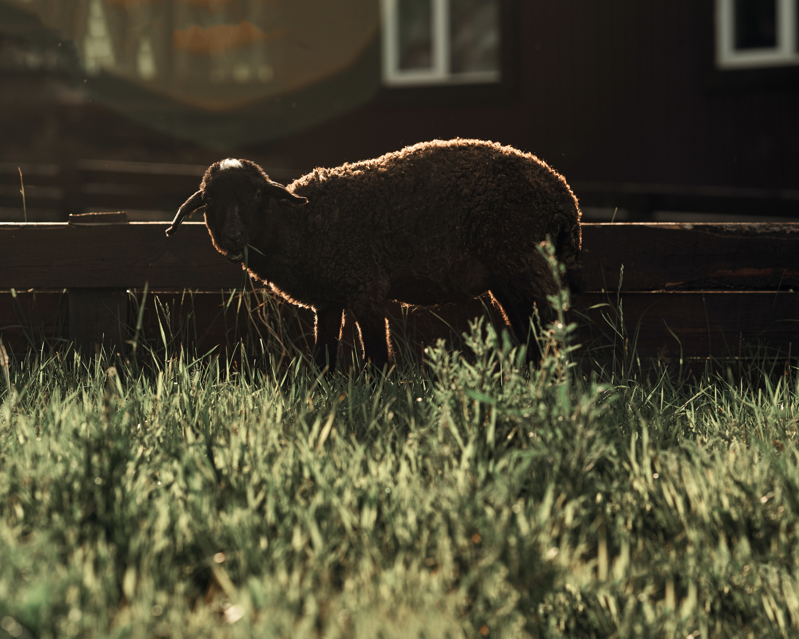 Ранчо. Фотограф в Барселоне Жанна Захарченко