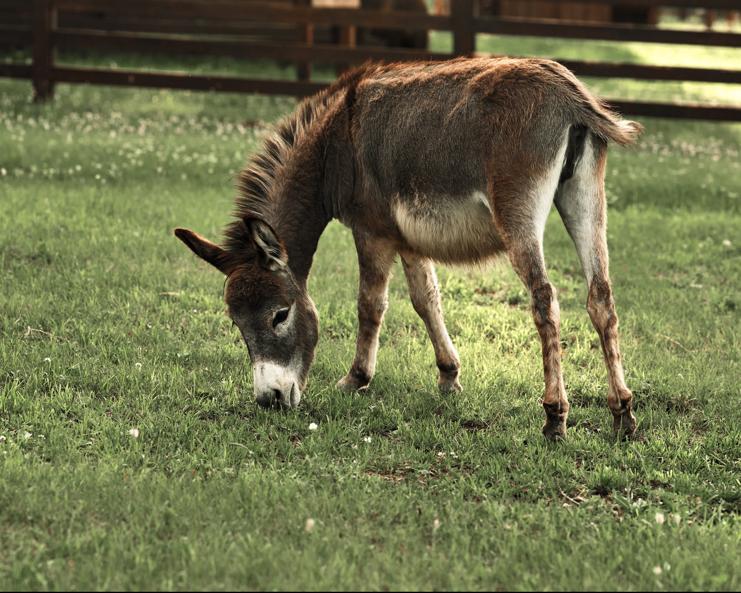 Ранчо. Фотограф в Барселоне Жанна Захарченко