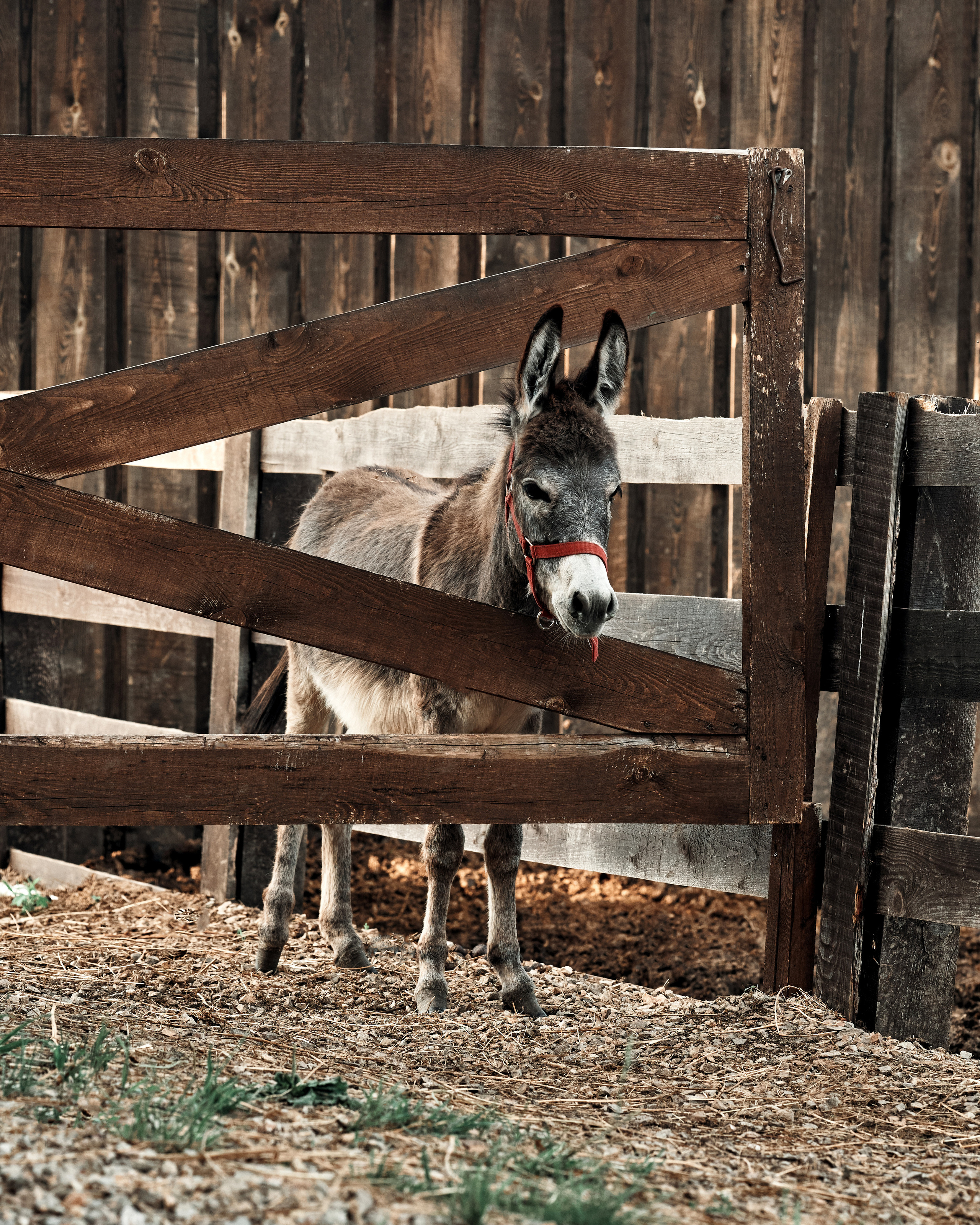 Ранчо. Фотограф в Барселоне Жанна Захарченко