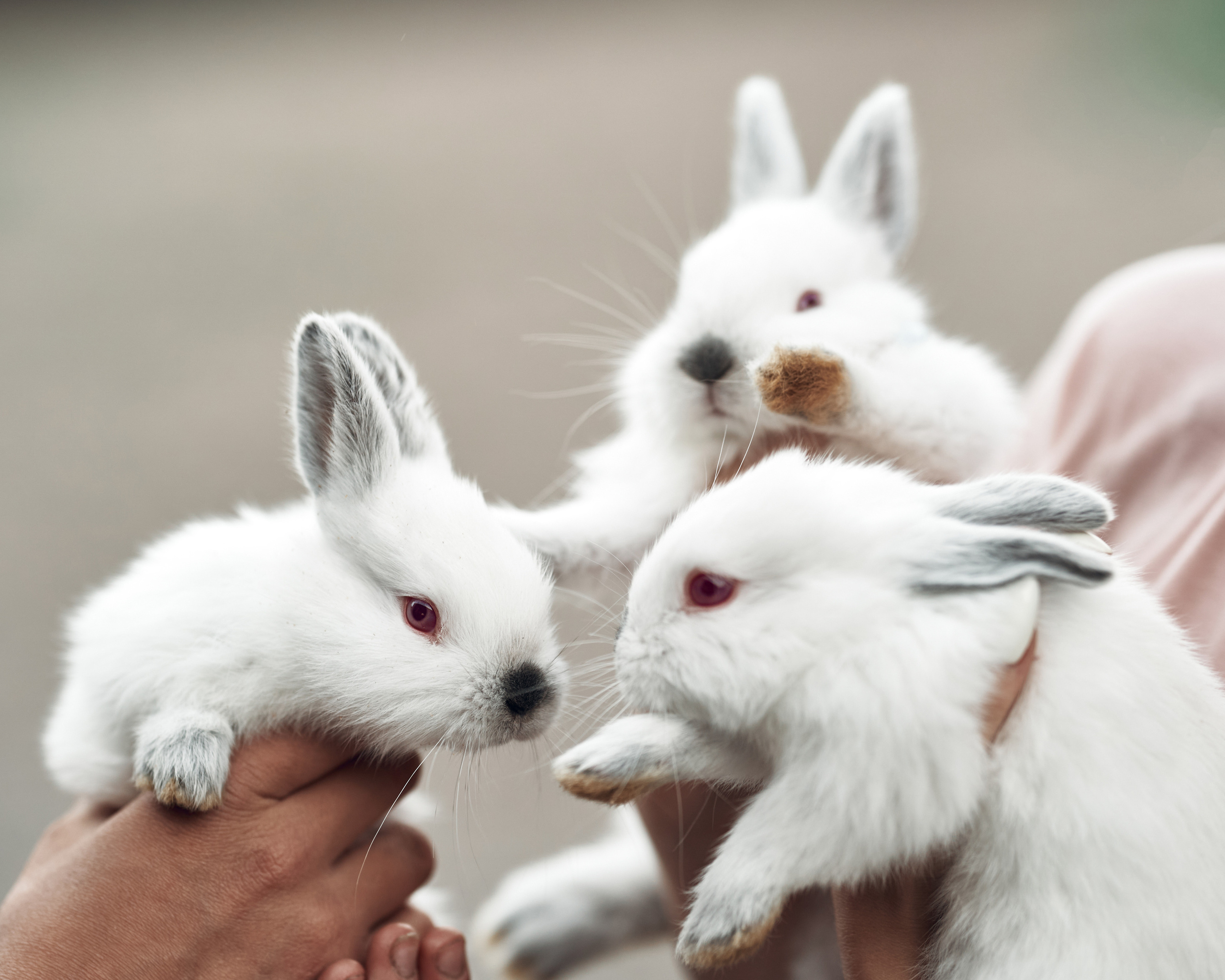 Ранчо. Фотограф в Барселоне Жанна Захарченко