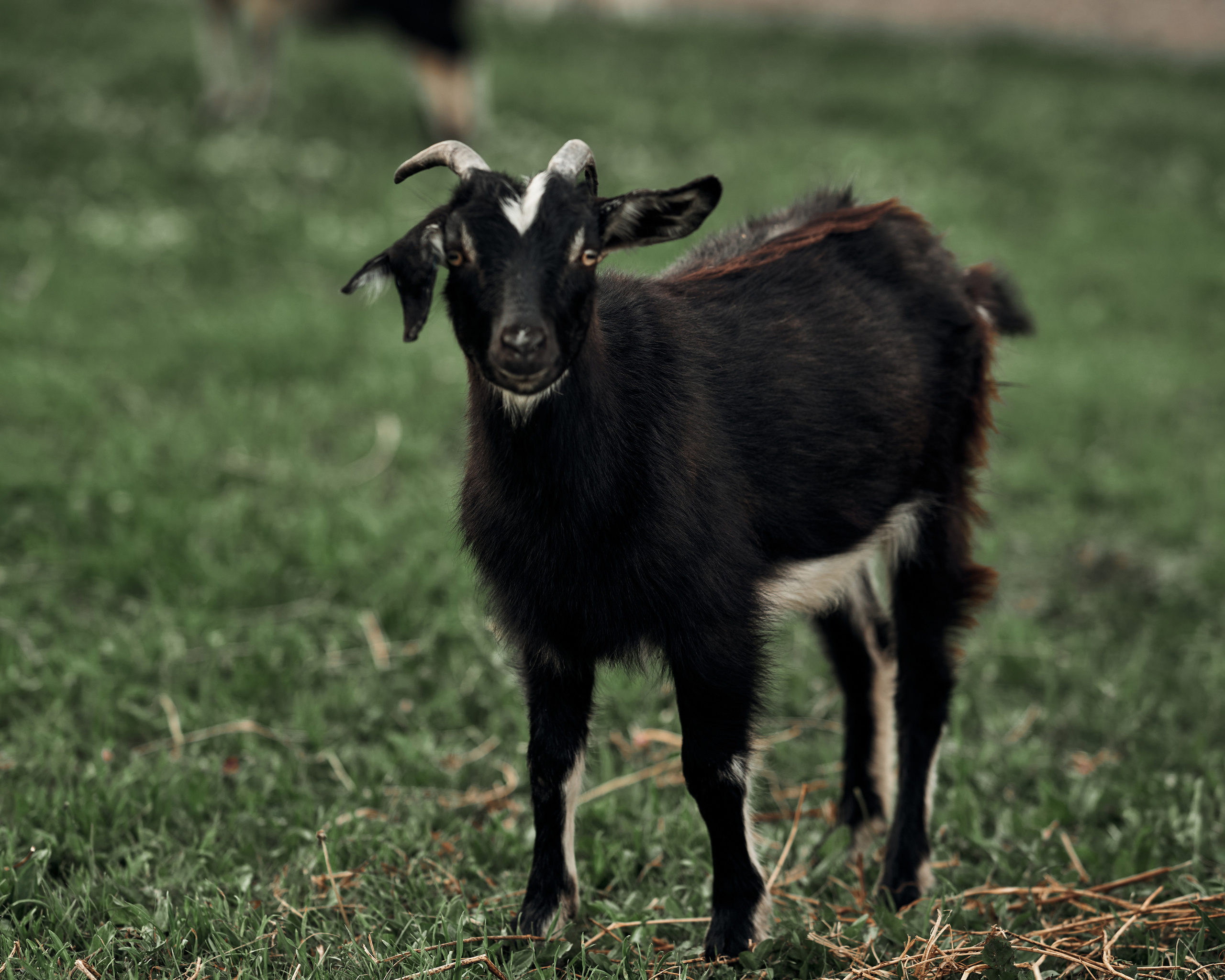 Ранчо. Фотограф в Барселоне Жанна Захарченко