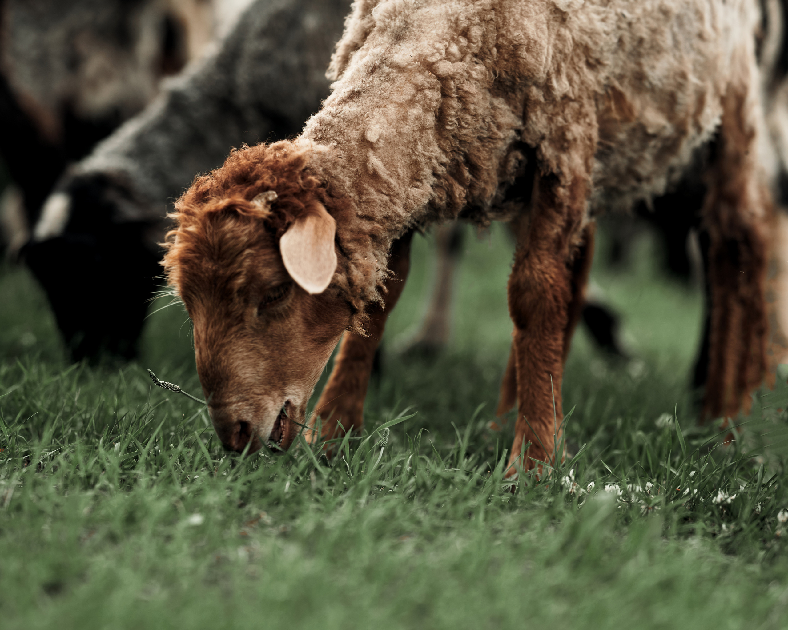 Ранчо. Фотограф в Барселоне Жанна Захарченко