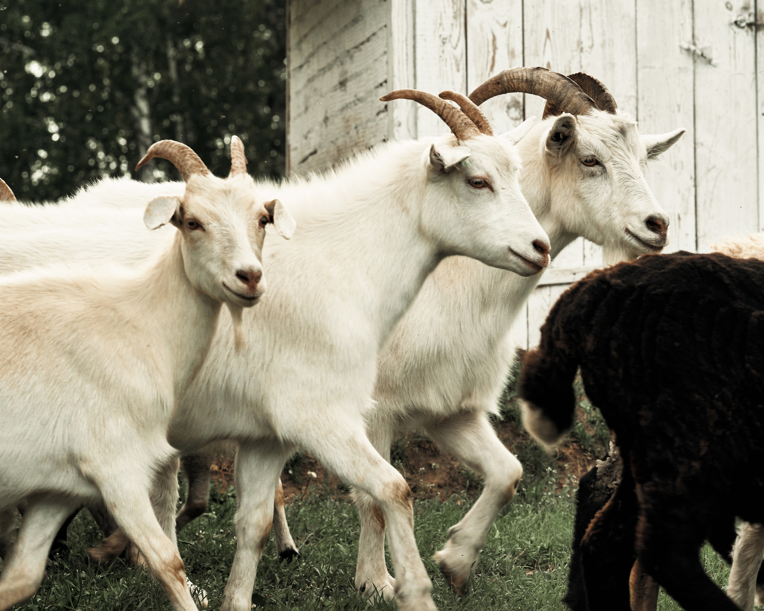 Ранчо. Фотограф в Барселоне Жанна Захарченко