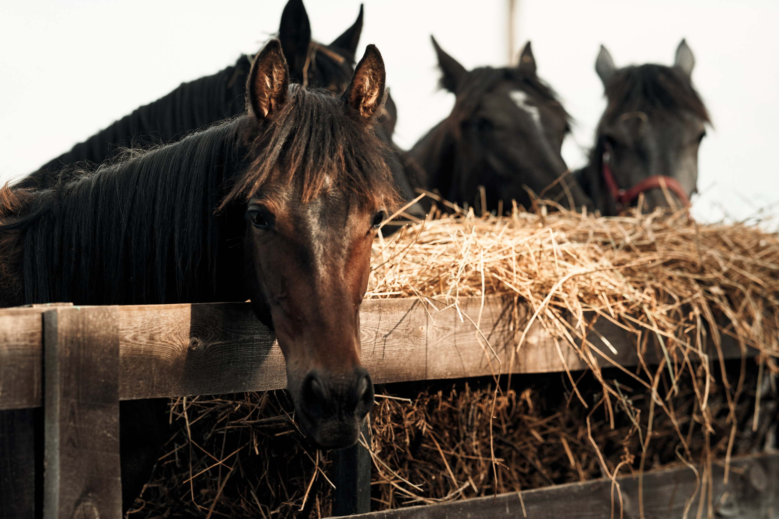 Ранчо. Фотограф в Барселоне Жанна Захарченко