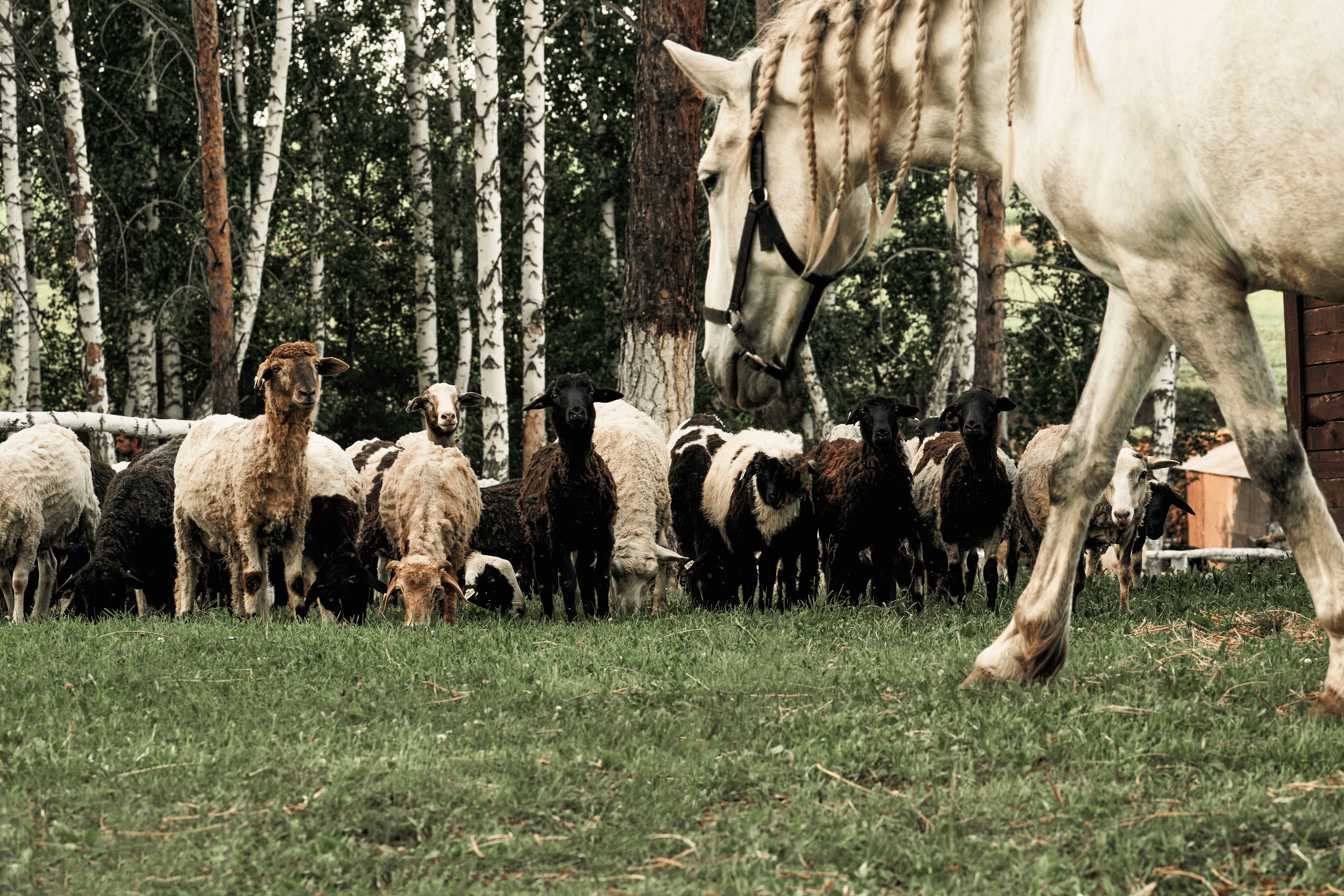 Ранчо. Фотограф в Барселоне Жанна Захарченко