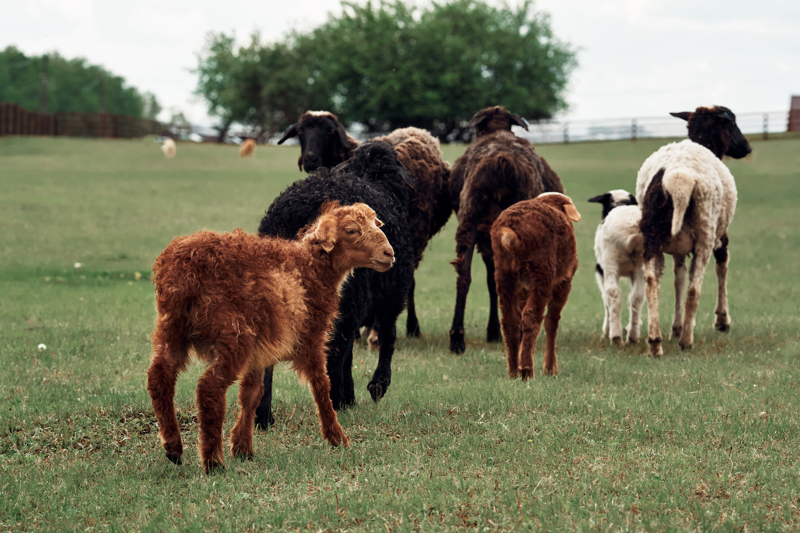 Ранчо Шарье. Место, где забываешь о времени. Фотограф в Барселоне Жанна Захарченко