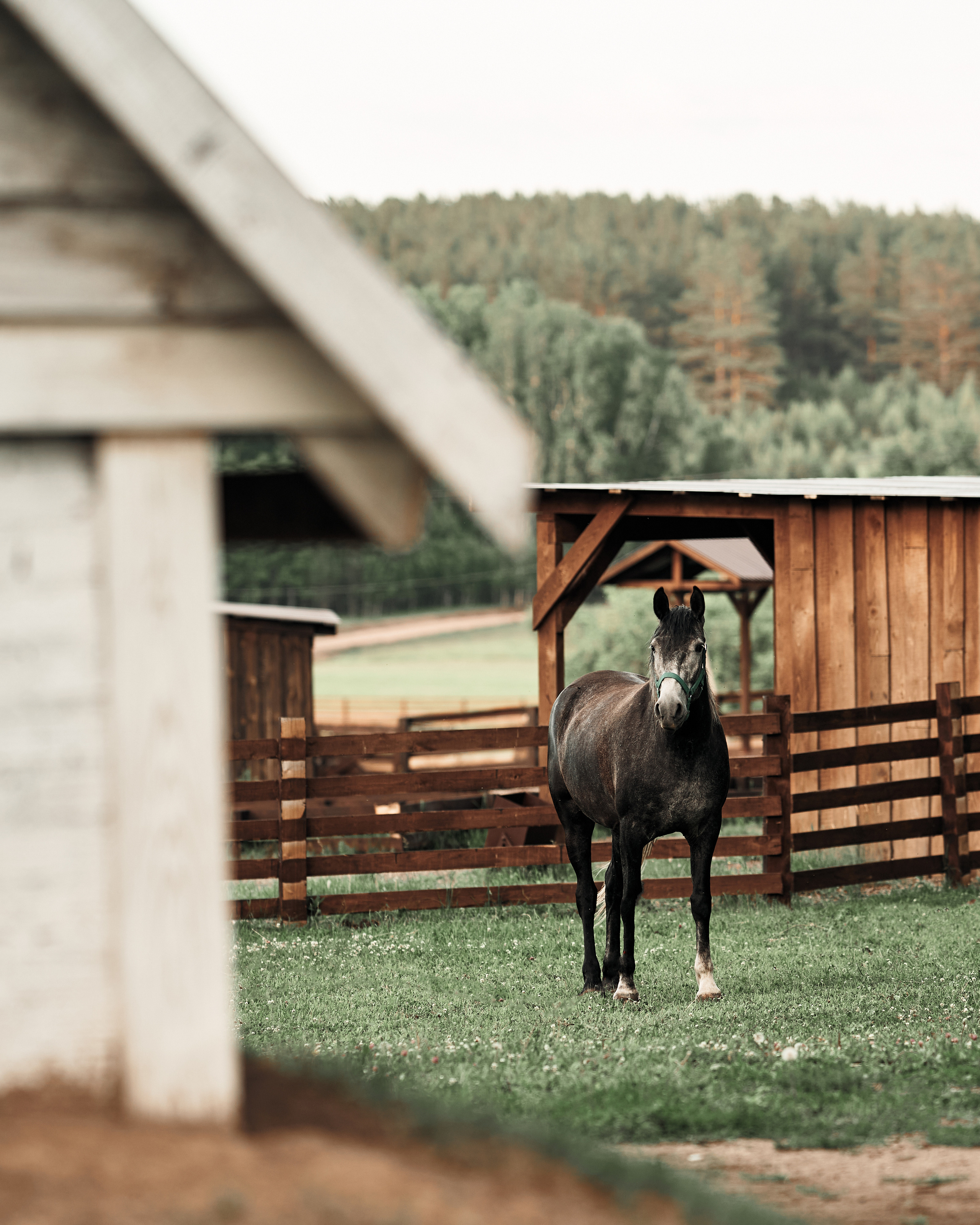 Ранчо. Фотограф в Барселоне Жанна Захарченко