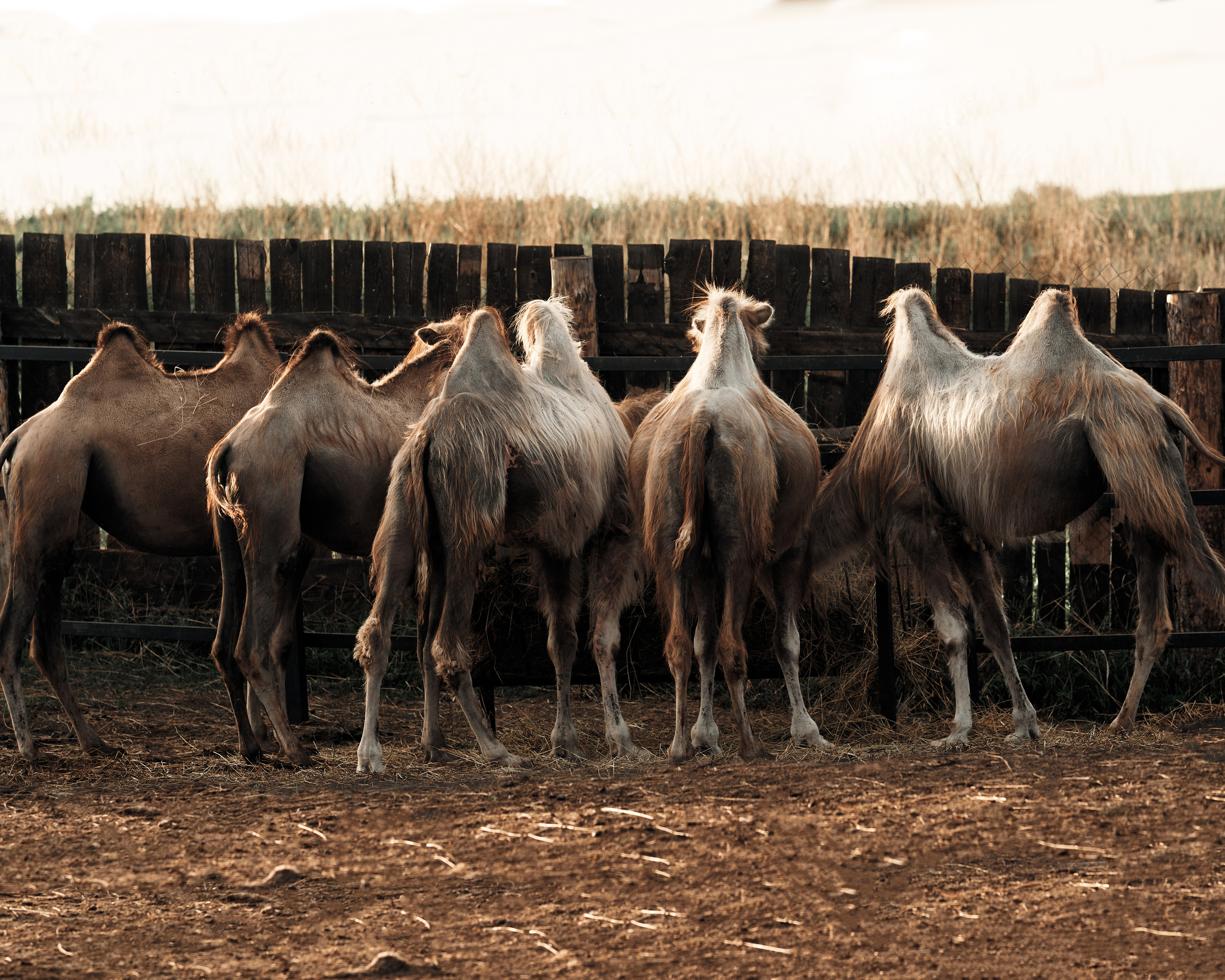 Ранчо. Фотограф в Барселоне Жанна Захарченко
