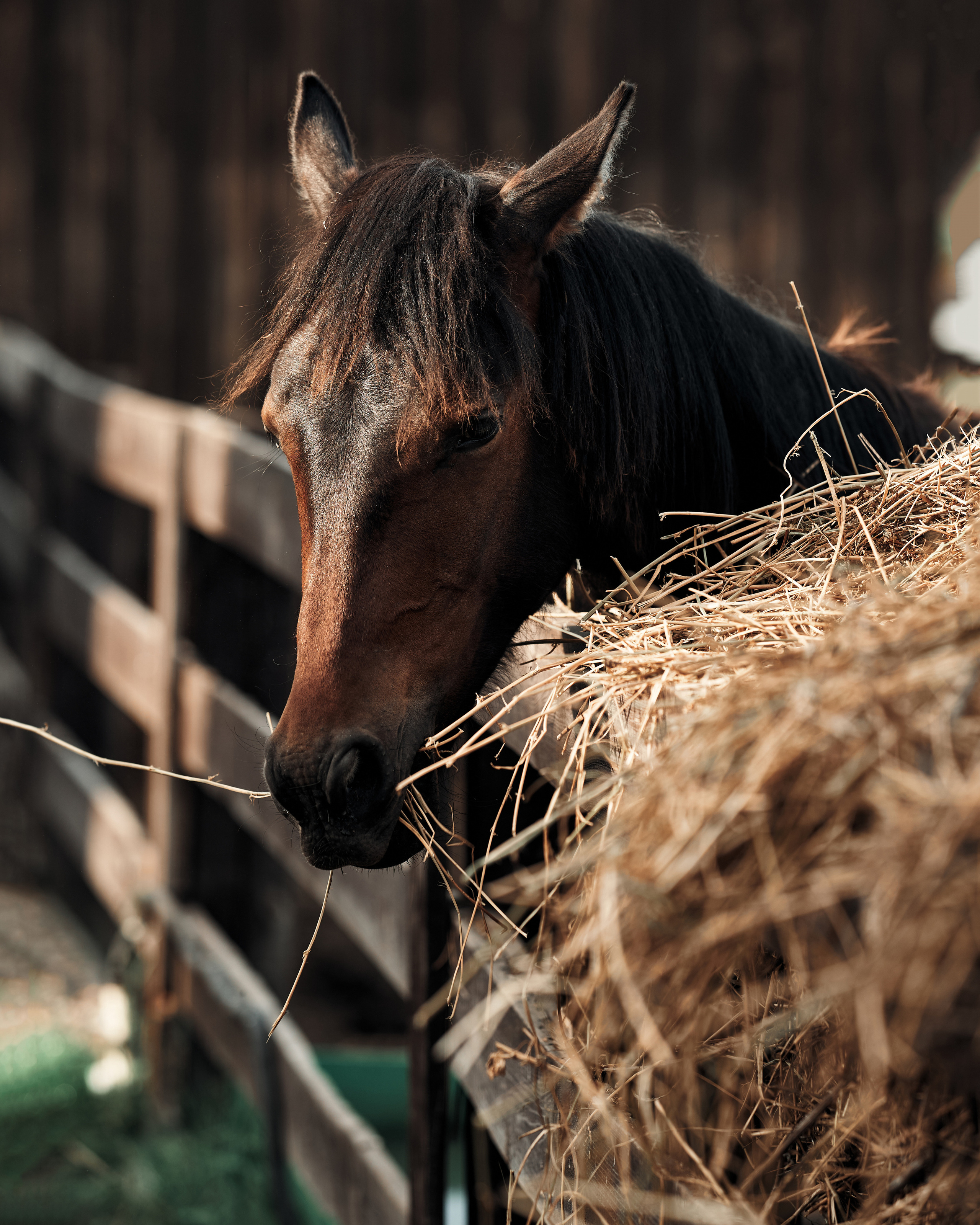 Ранчо. Фотограф в Барселоне Жанна Захарченко