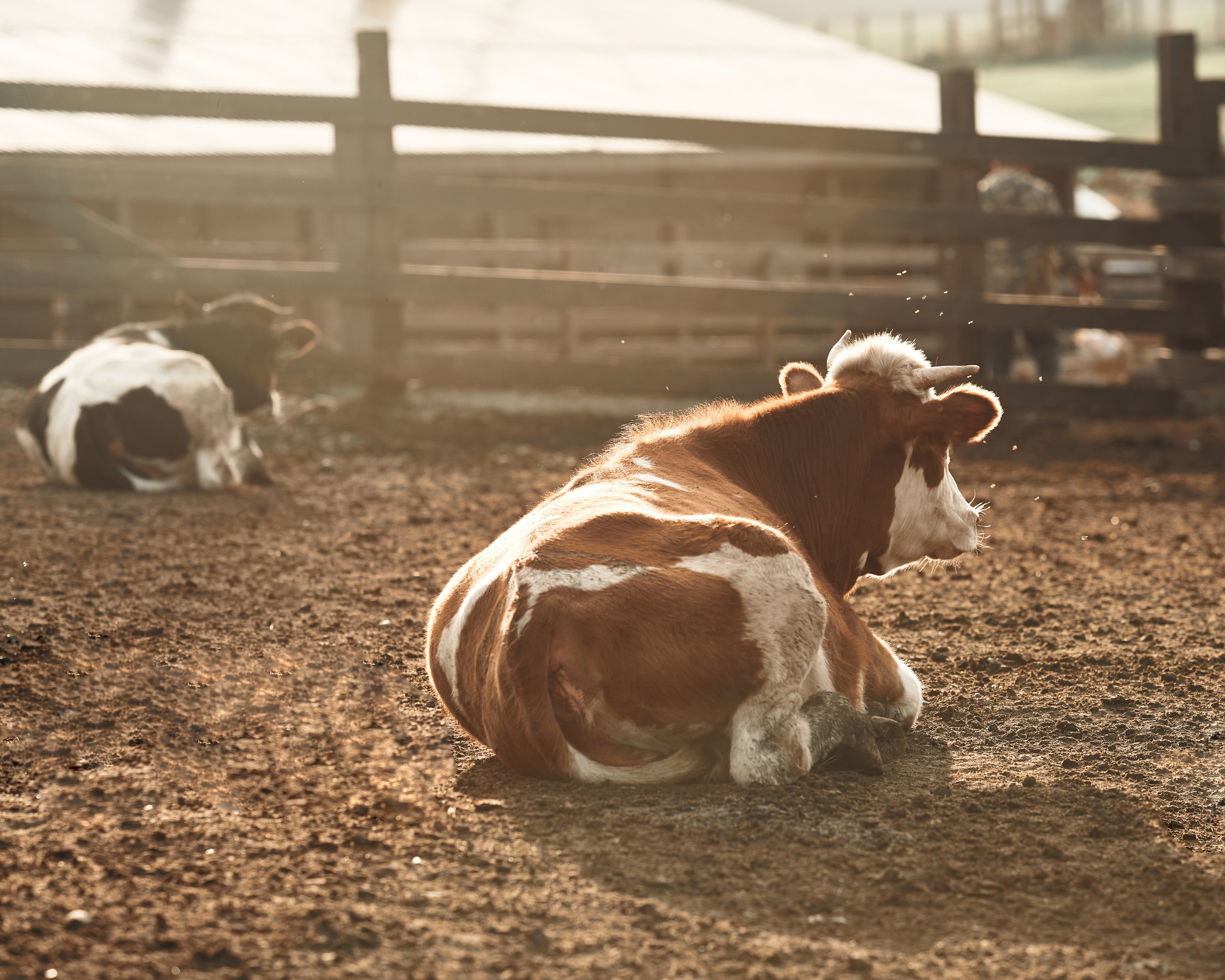 Ранчо. Фотограф в Барселоне Жанна Захарченко