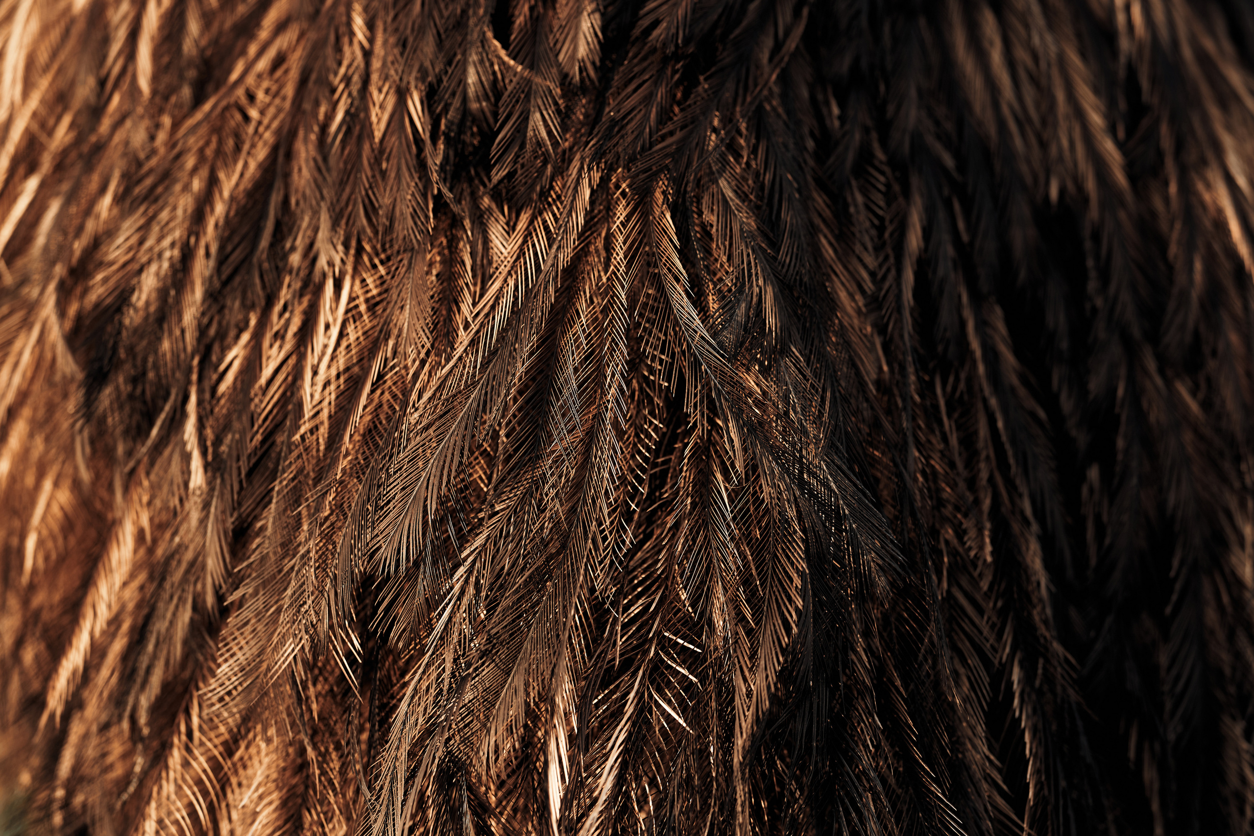 Ранчо. Фотограф в Барселоне Жанна Захарченко