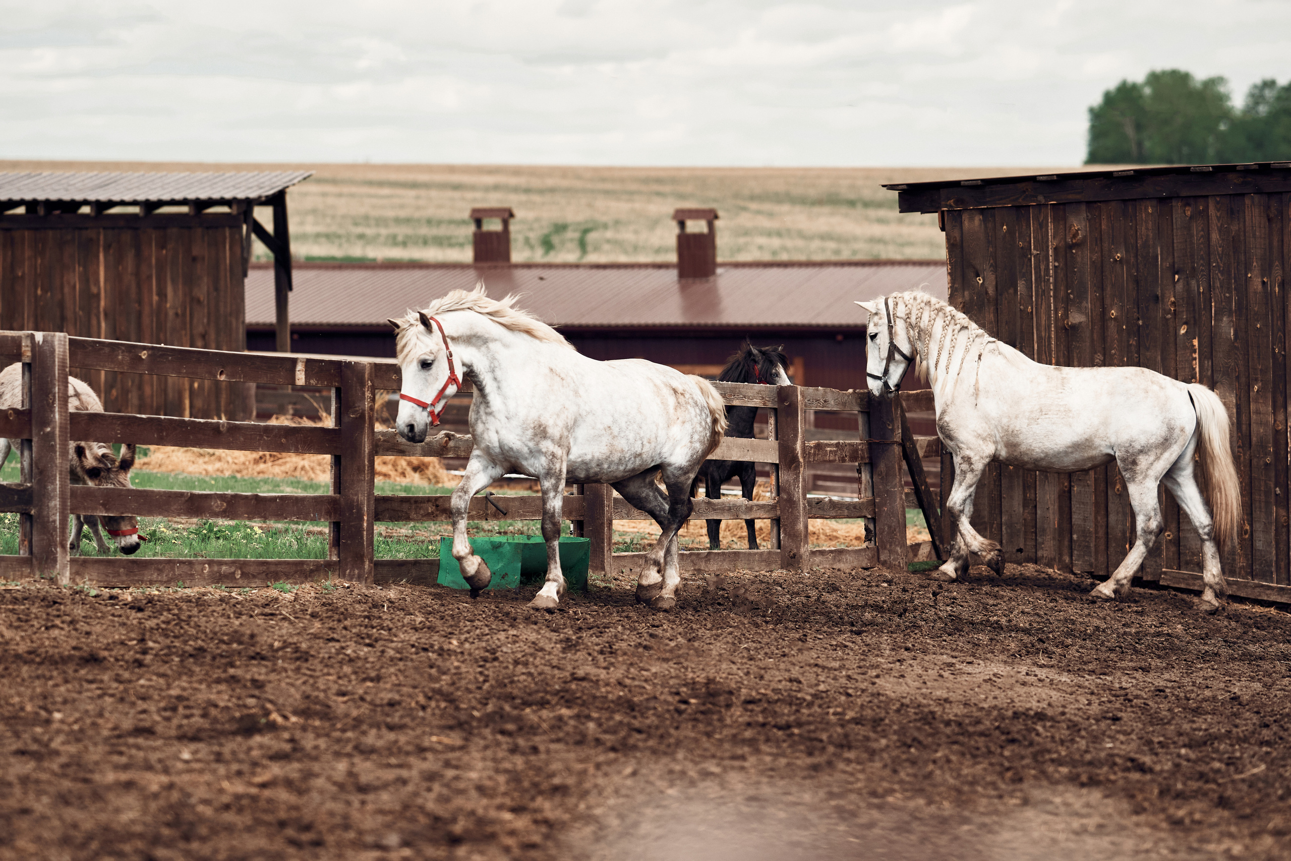 Ранчо Шарье. Место, где забываешь о времени. Фотограф в Барселоне Жанна Захарченко
