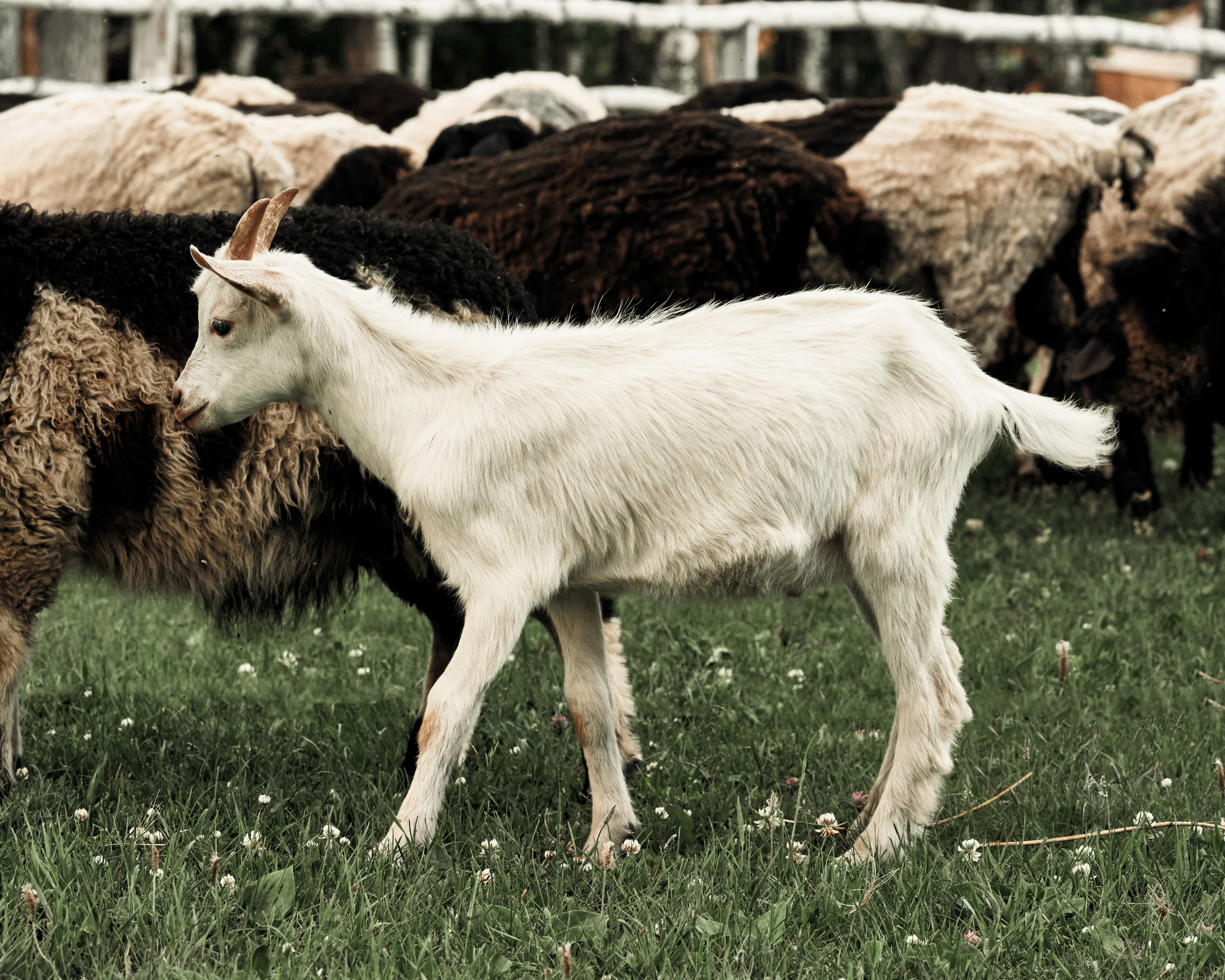 Ранчо. Фотограф в Барселоне Жанна Захарченко
