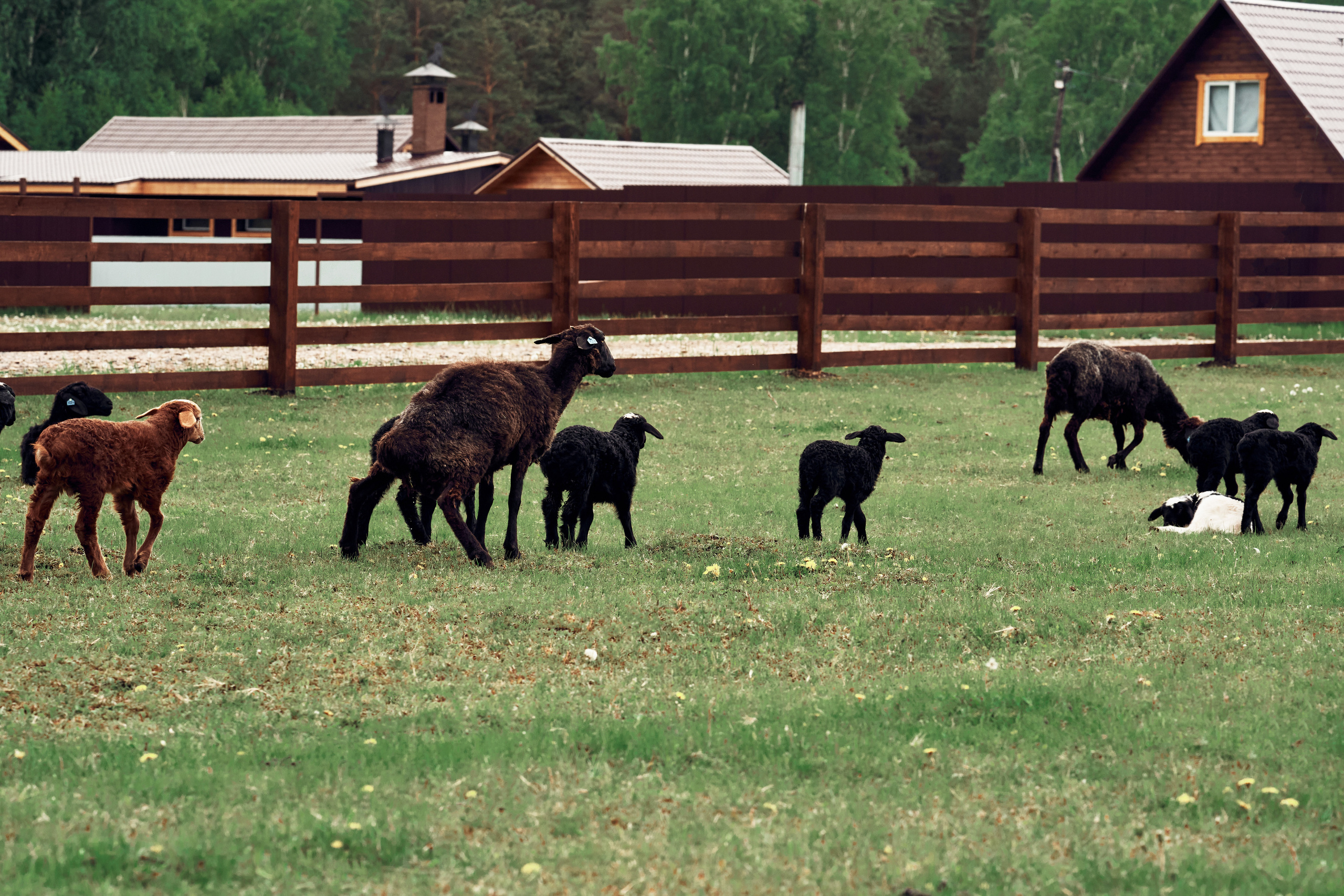 Ранчо Шарье. Место, где забываешь о времени. Фотограф в Барселоне Жанна Захарченко