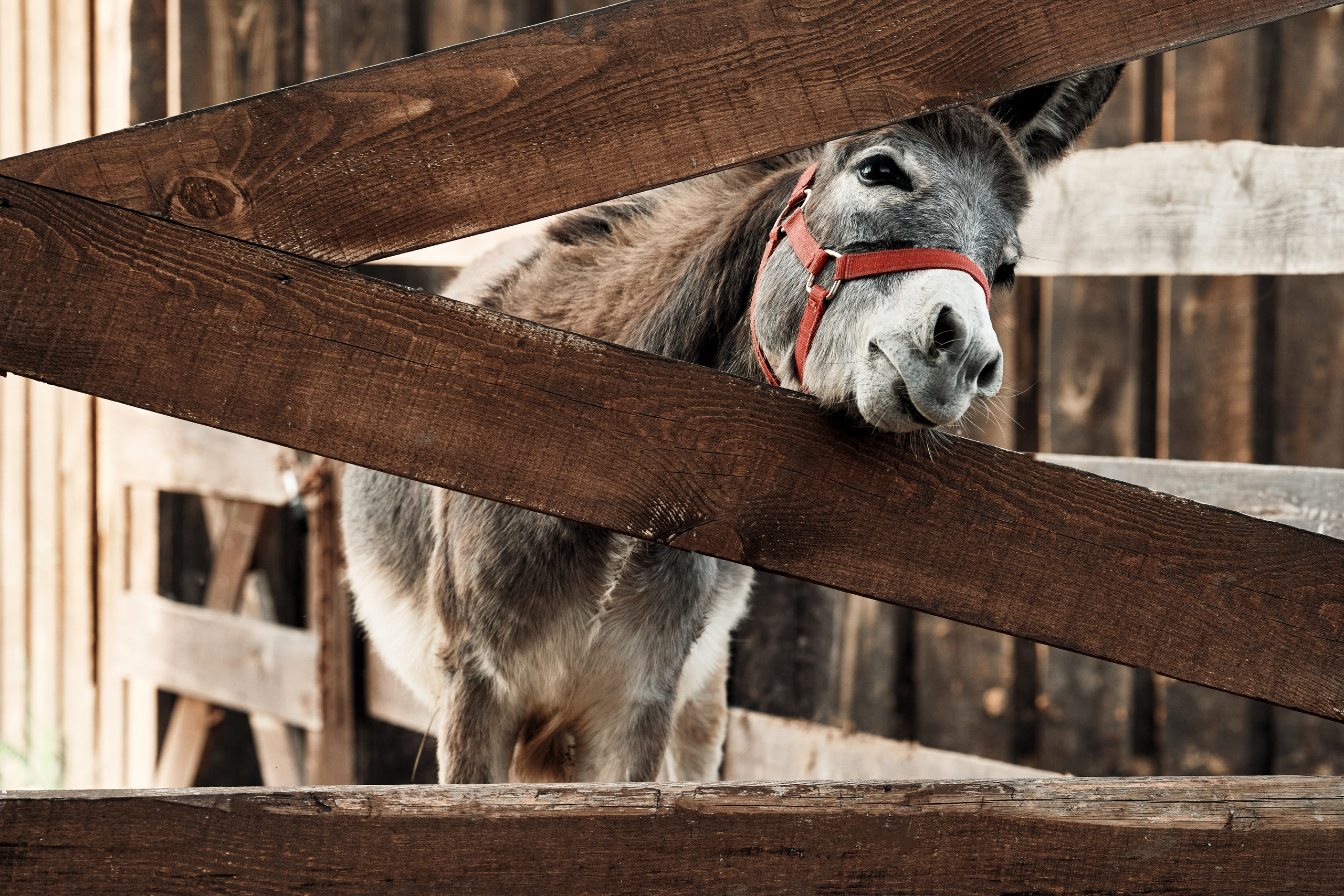 Ранчо. Фотограф в Барселоне Жанна Захарченко