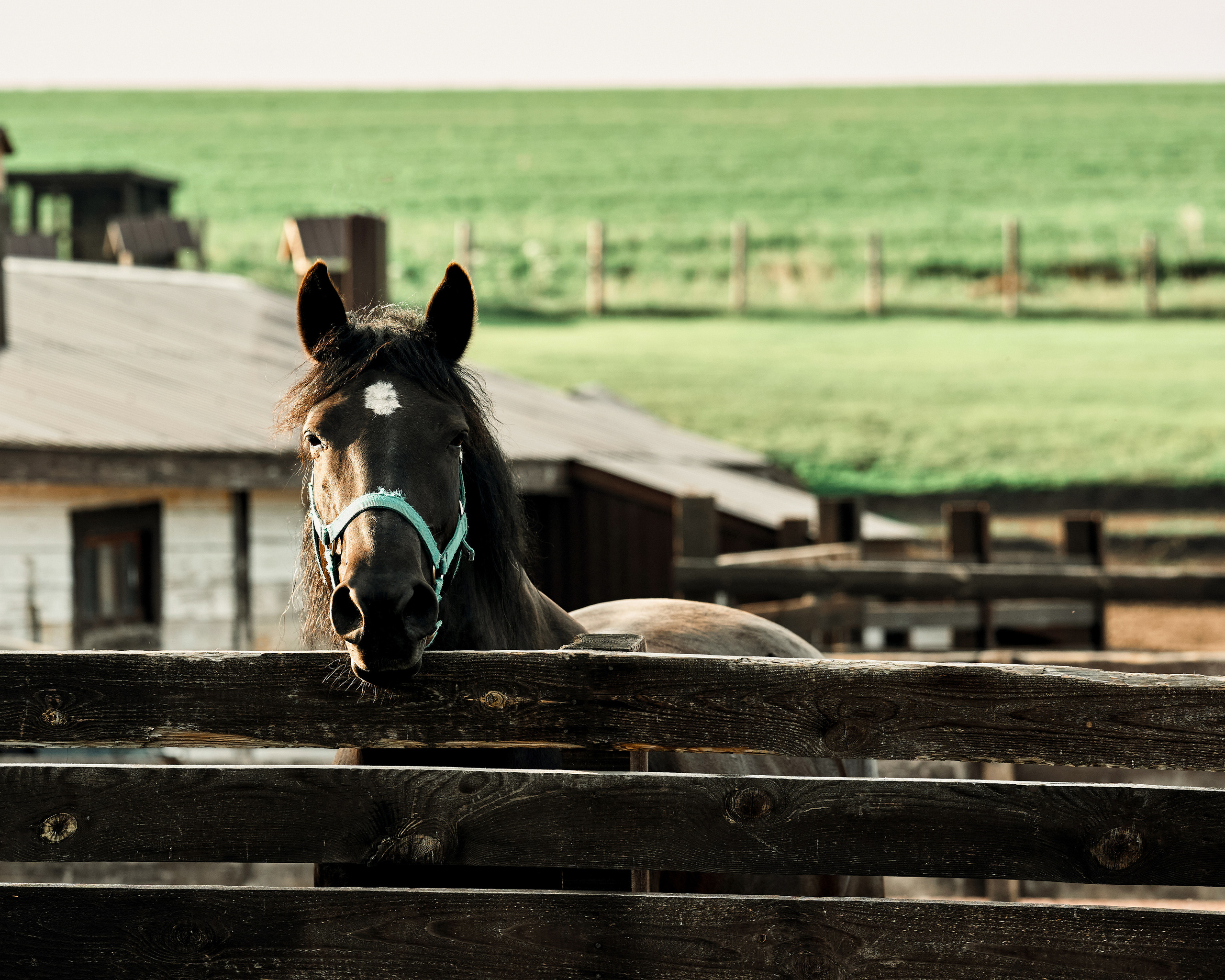 Ранчо. Фотограф в Барселоне Жанна Захарченко